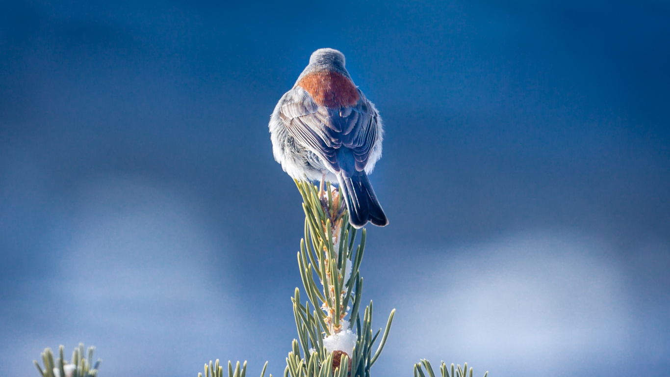 Обои синий, птица, растение, клюв, семейство травы в разрешении 1366x768