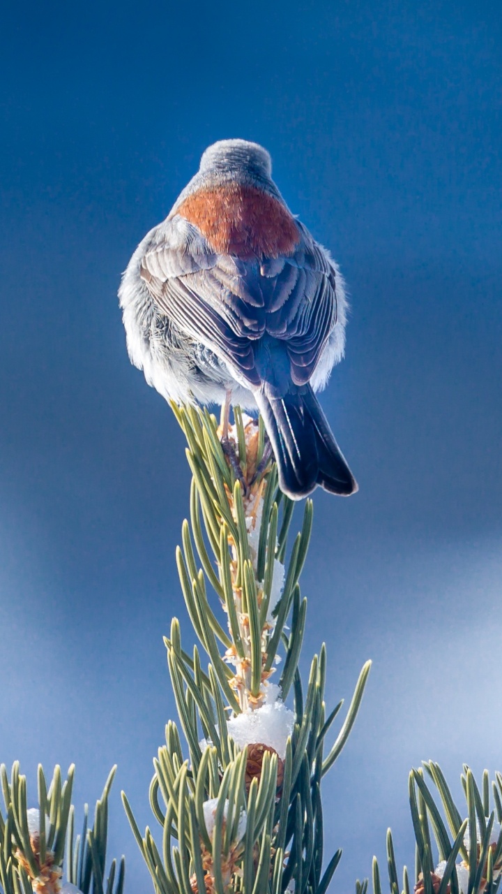 Обои синий, птица, растение, клюв, семейство травы в разрешении 720x1280
