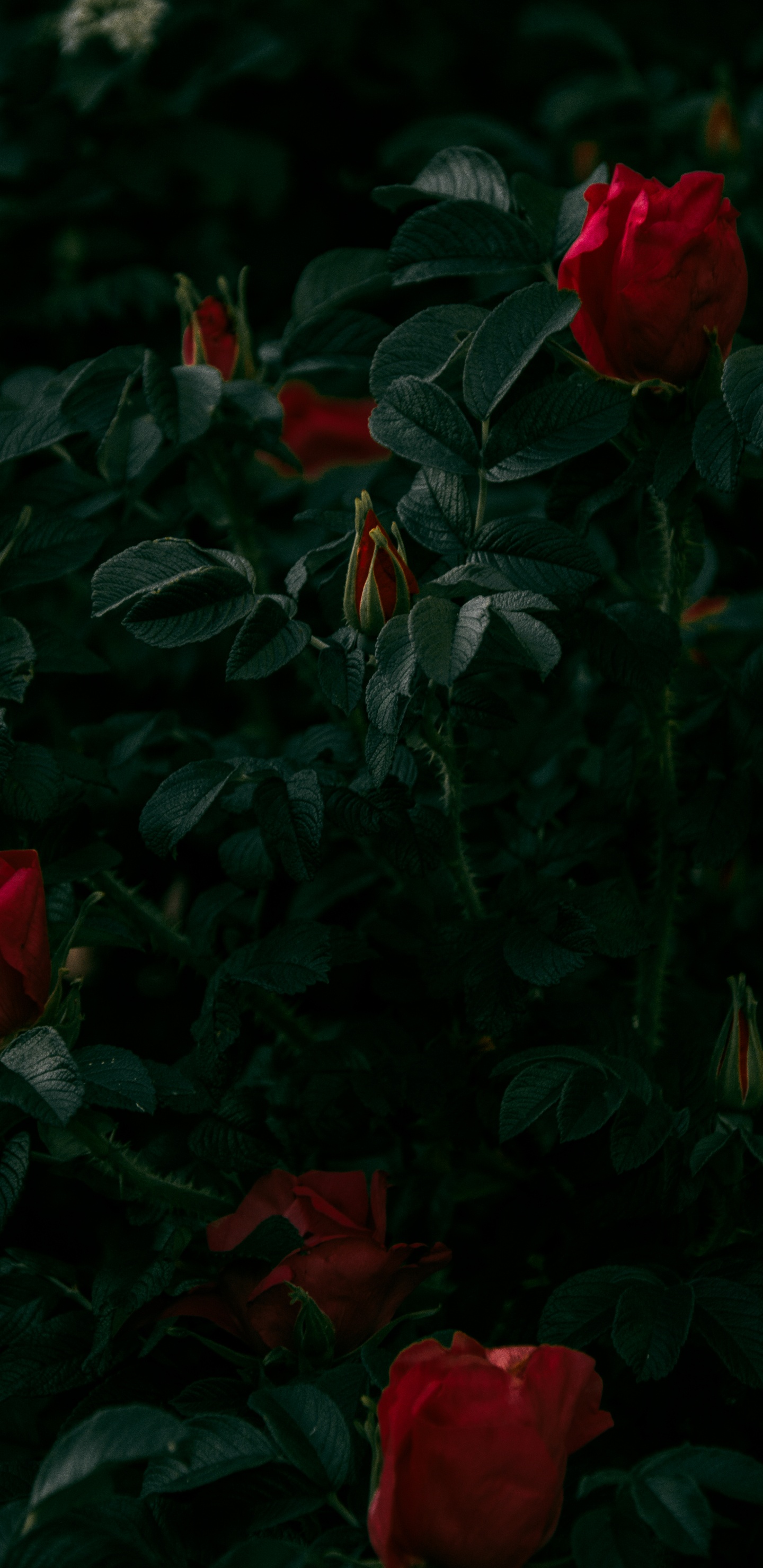 Обои растение, лепесток, ботаники, Роза, цветковое растение в разрешении 1440x2960