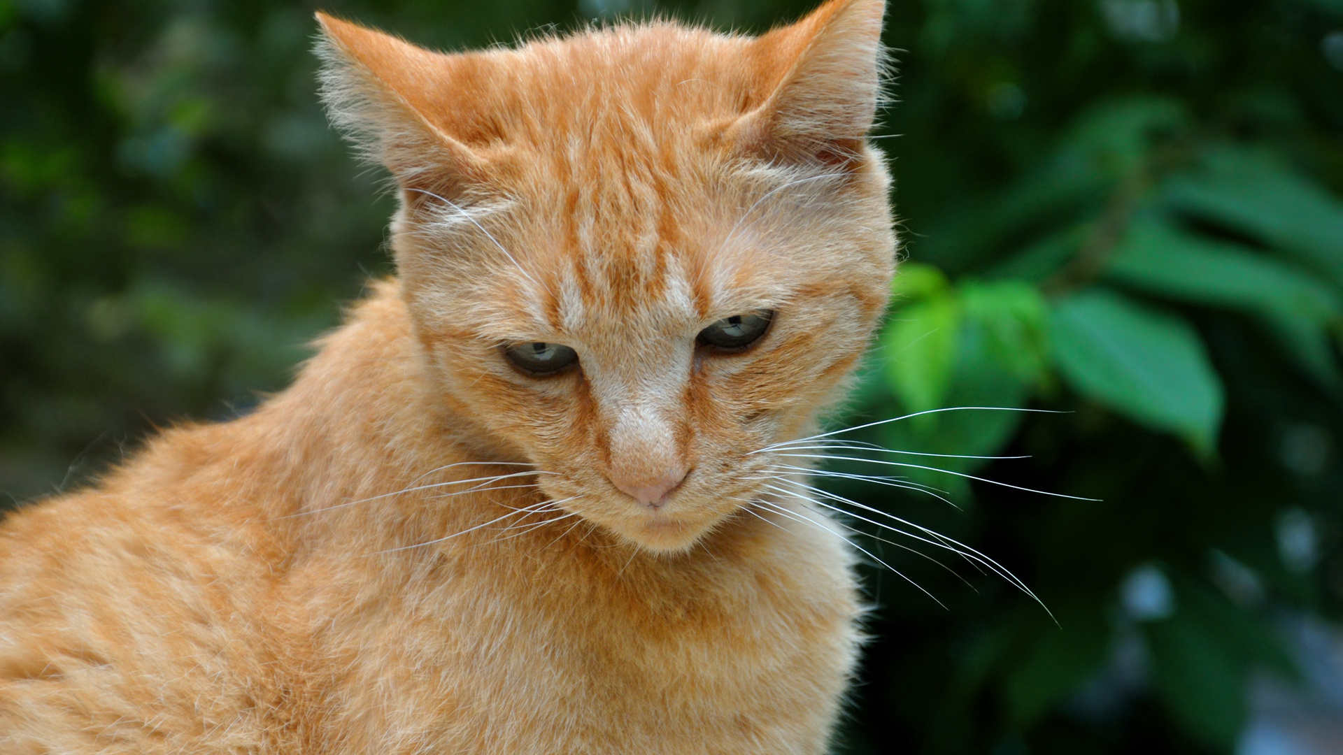 Обои полосатый кот, кот, фауна, млекопитающее, млекопитающие в разрешении 1920x1080