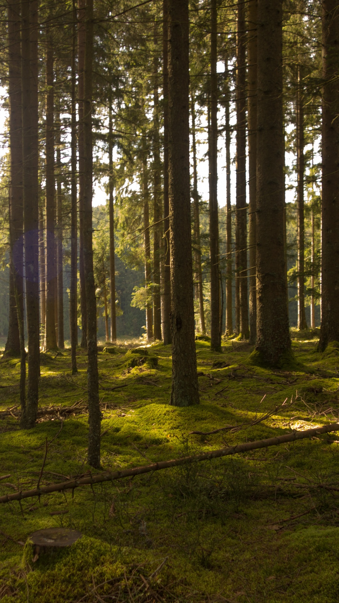 Обои солнечный свет, лес, лесистая местность, дерево, природа в разрешении 1080x1920