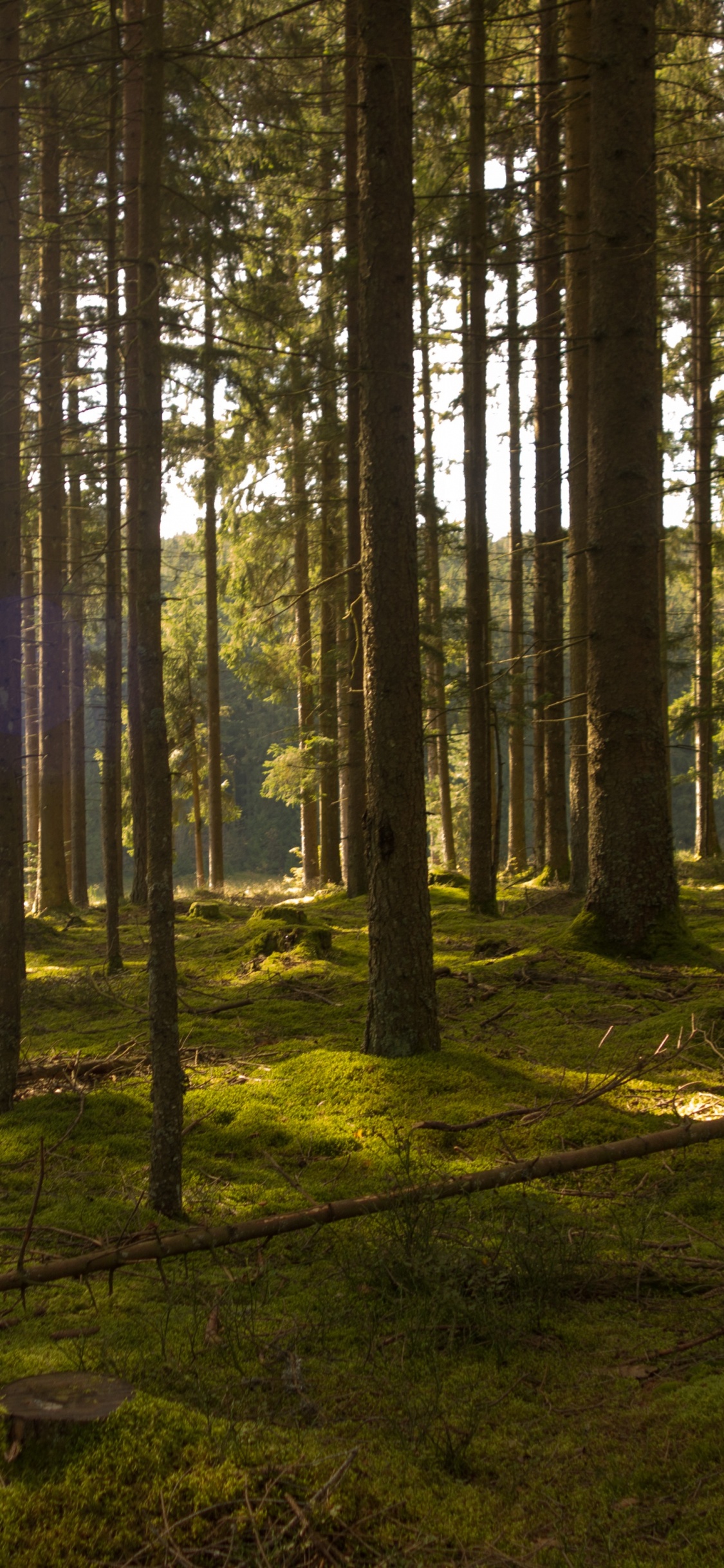 Обои солнечный свет, лес, лесистая местность, дерево, природа в разрешении 1125x2436