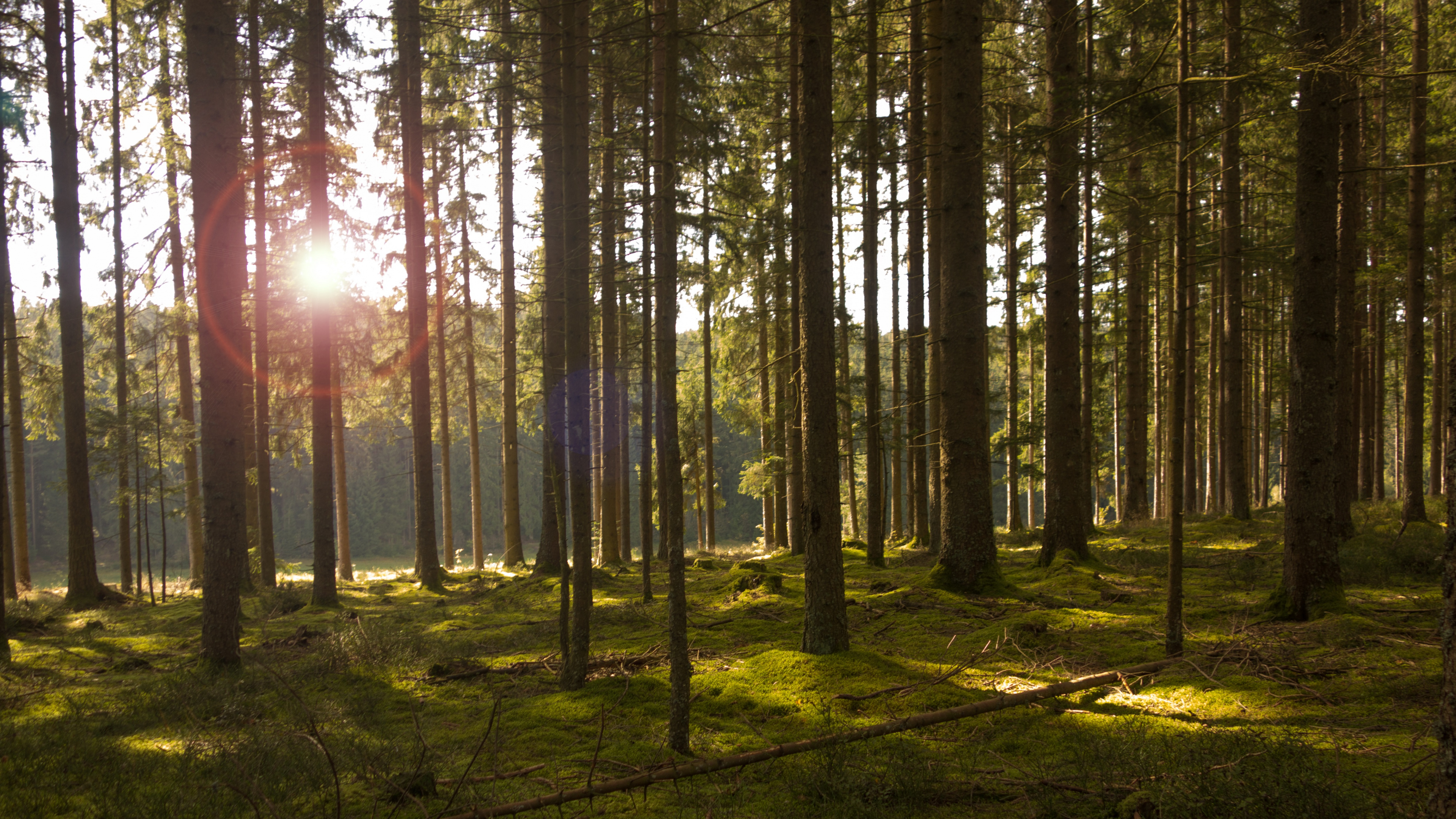 Обои солнечный свет, лес, лесистая местность, дерево, природа в разрешении 3840x2160
