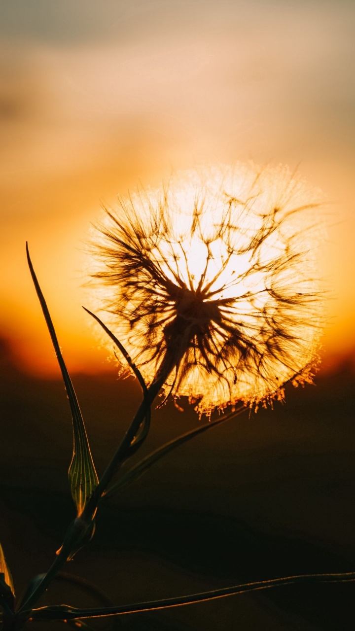 Обои облако, природный ландшафт, растение, прут, послесвечение в разрешении 720x1280