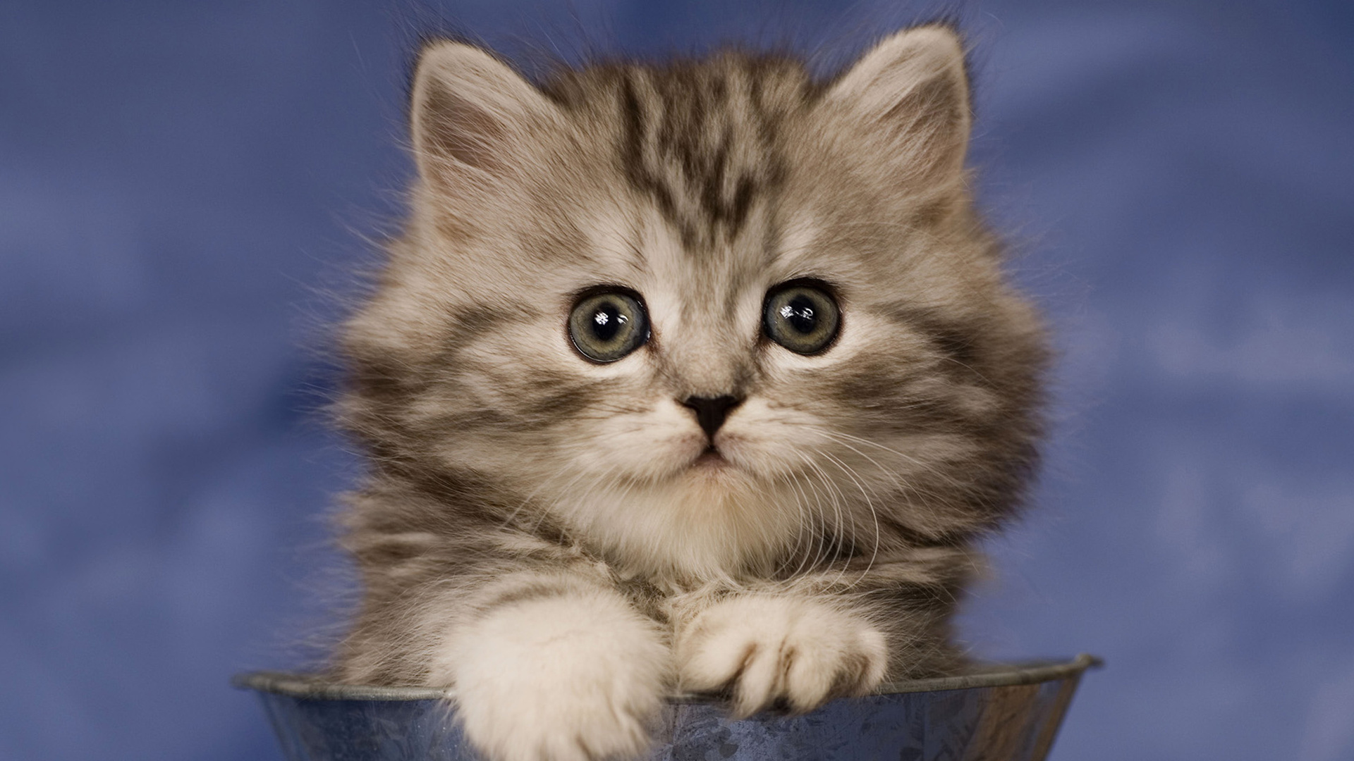 Обои котенок, кот, привлекательность, бакенбарды, кошачьих в разрешении 1920x1080