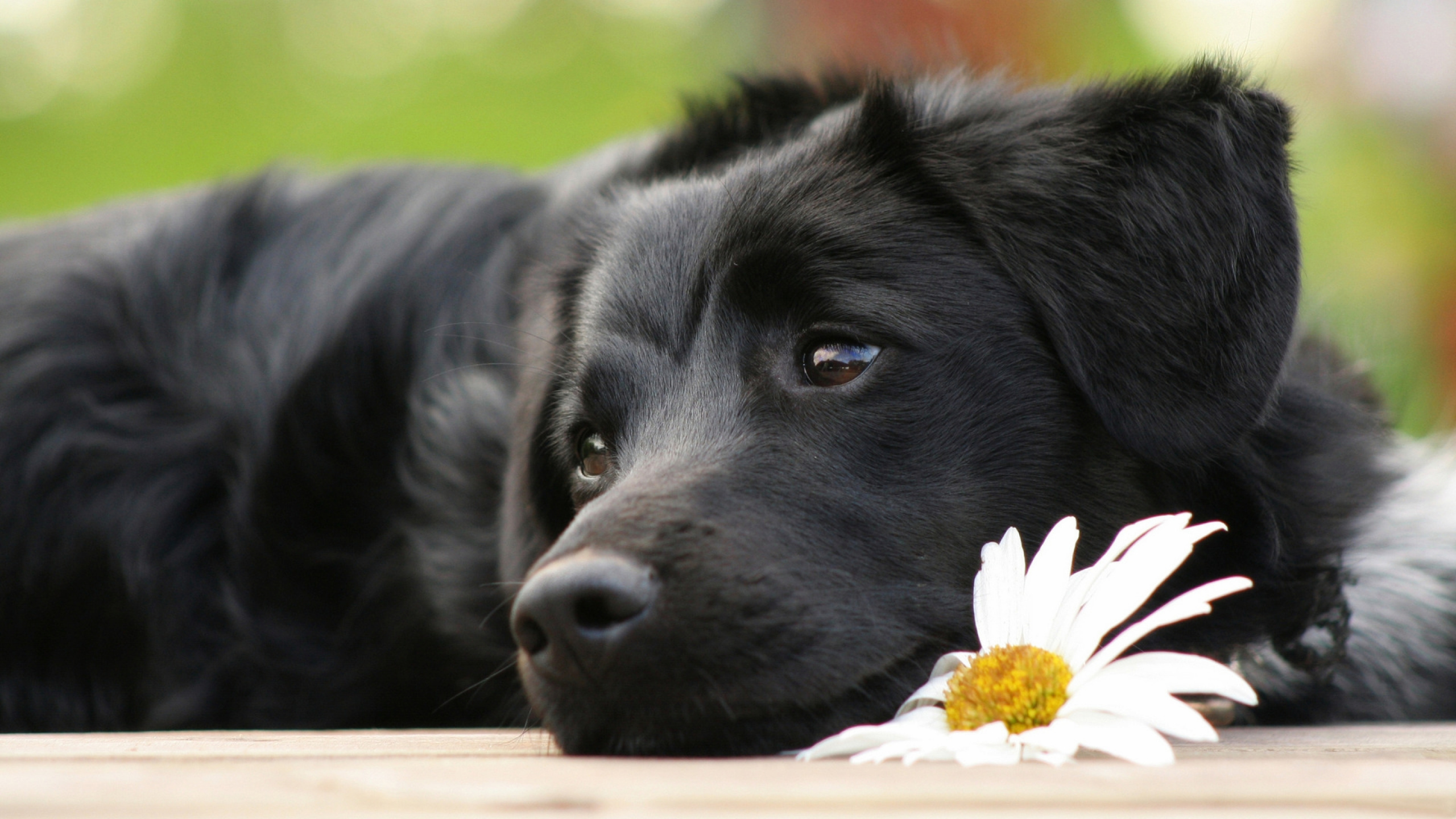 Обои лабрадор, щенок, пес, собака породы, Псовые в разрешении 2560x1440