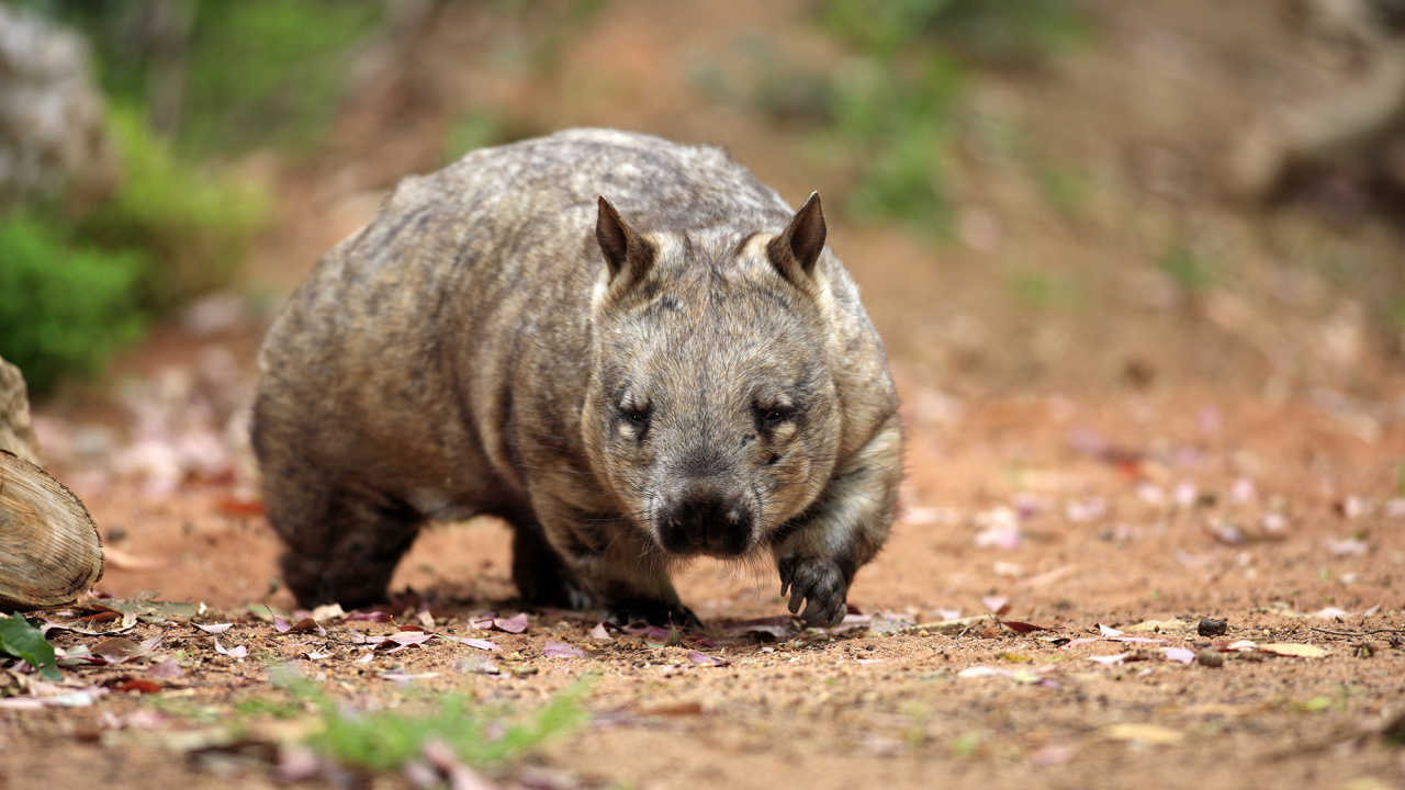 Обои Южный шерстистоносый вомбат, Общие вомбат, Северная шерстистоносый вомбат, наземные животные, живая природа в разрешении 1280x720