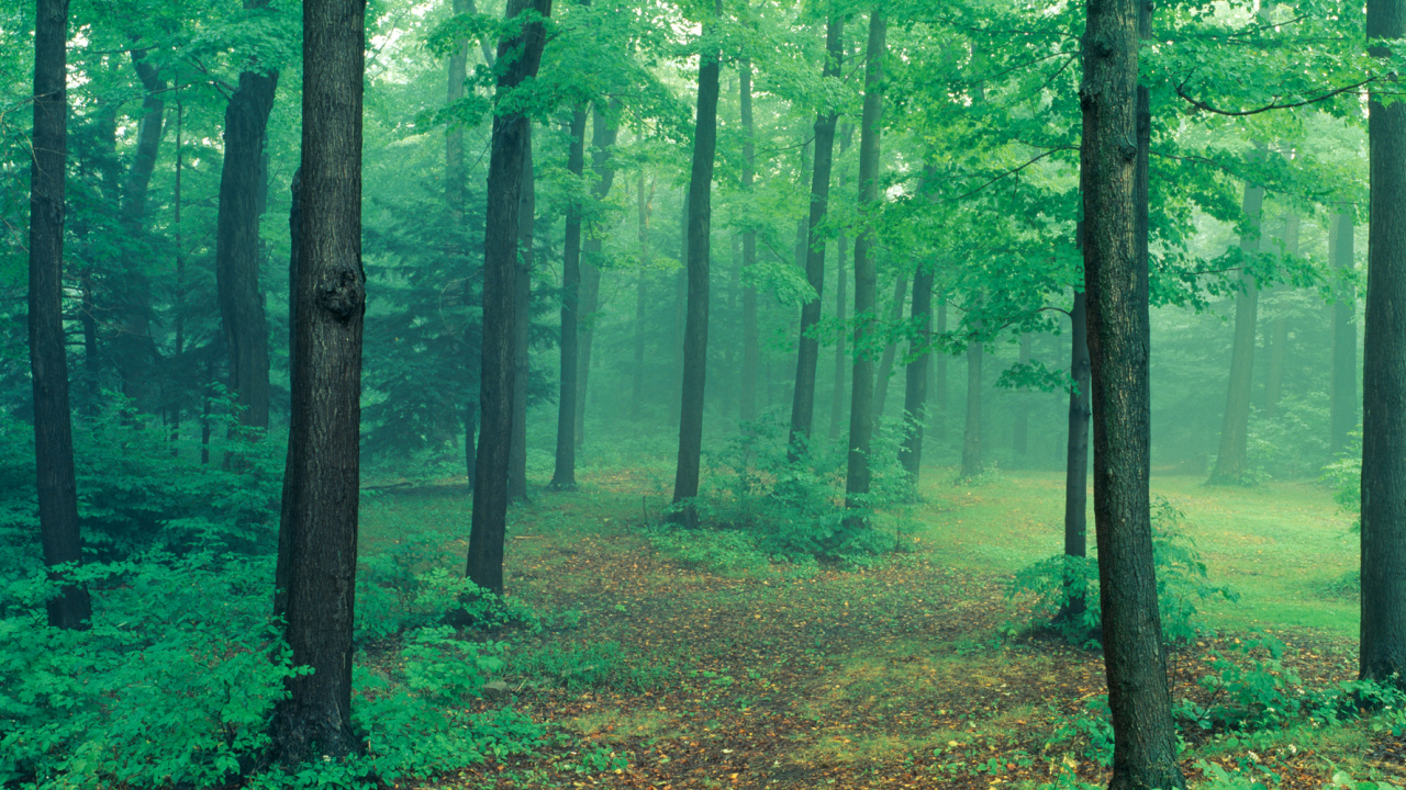 Обои фреска, лес, лесистая местность, природа, зеленый в разрешении 1280x720