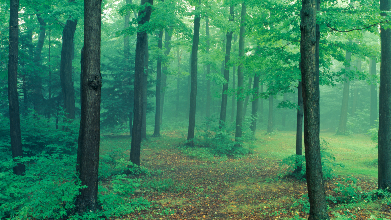 Обои фреска, лес, лесистая местность, природа, зеленый в разрешении 1366x768