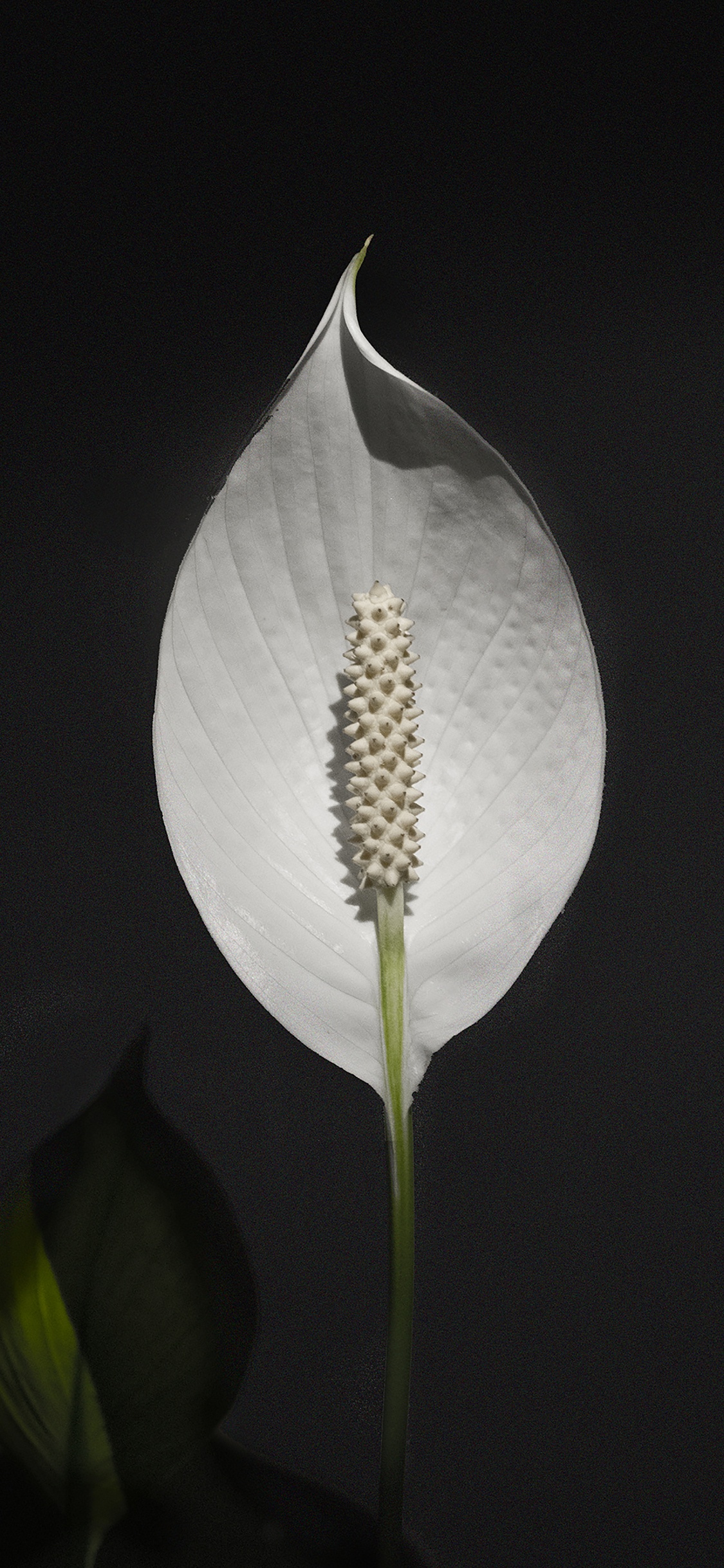 Обои лист, рассада, цветок, растение, Антуриум в разрешении 1125x2436