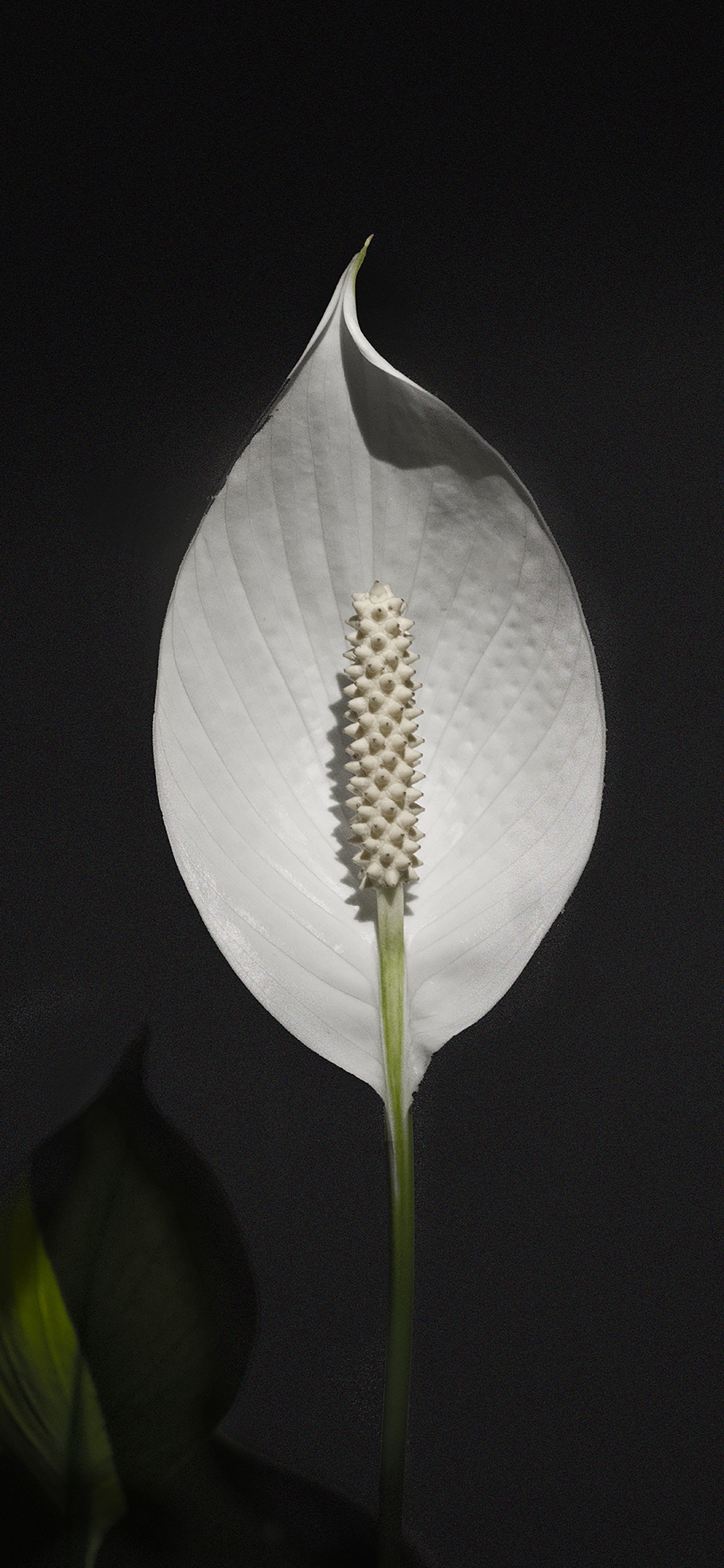 Обои лист, рассада, цветок, растение, Антуриум в разрешении 1242x2688