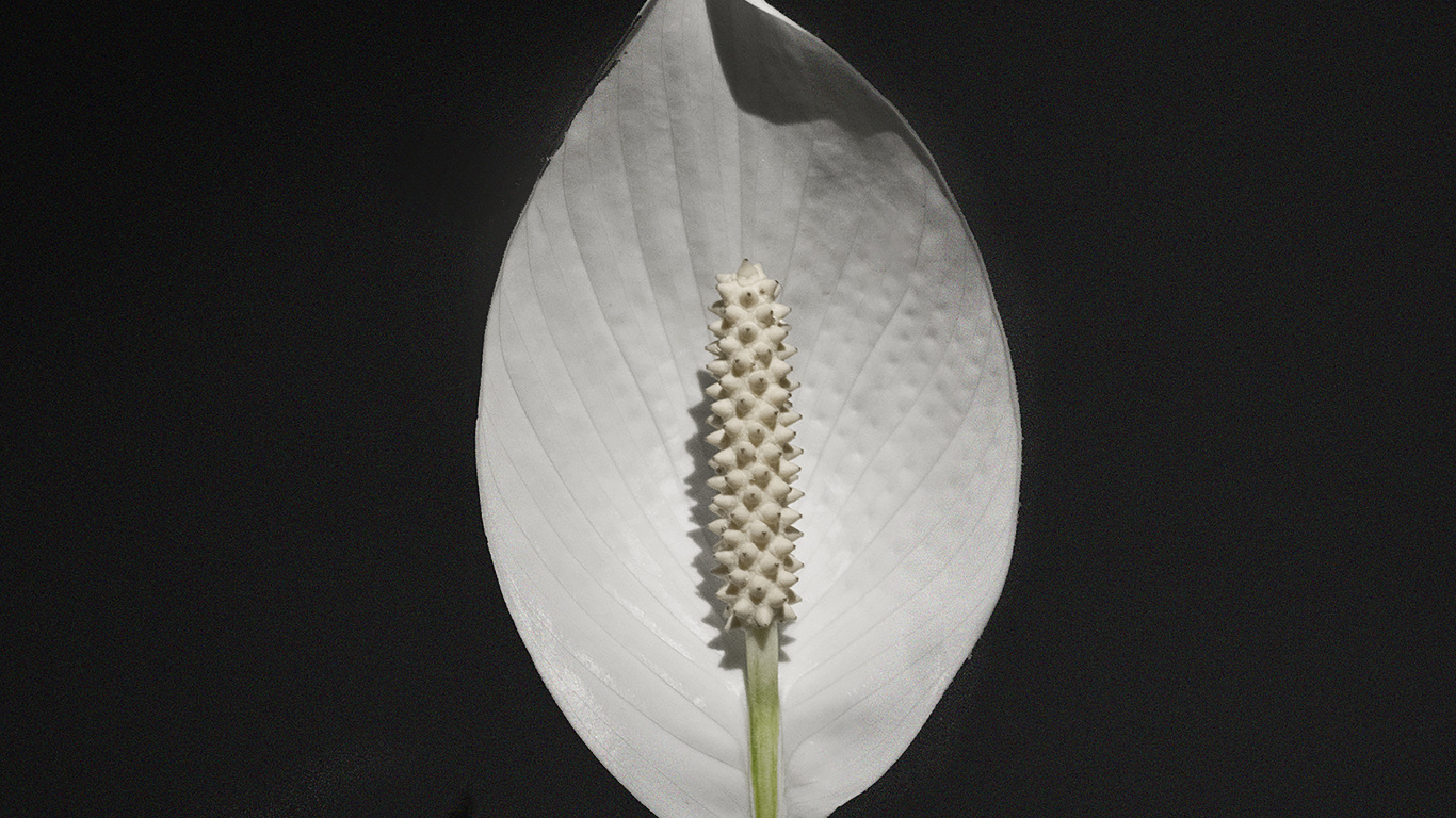 Обои лист, рассада, цветок, растение, Антуриум в разрешении 1366x768