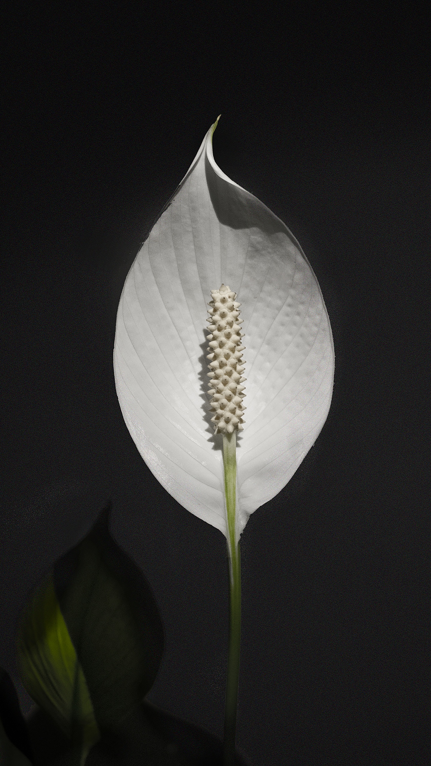 Обои лист, рассада, цветок, растение, Антуриум в разрешении 1440x2560