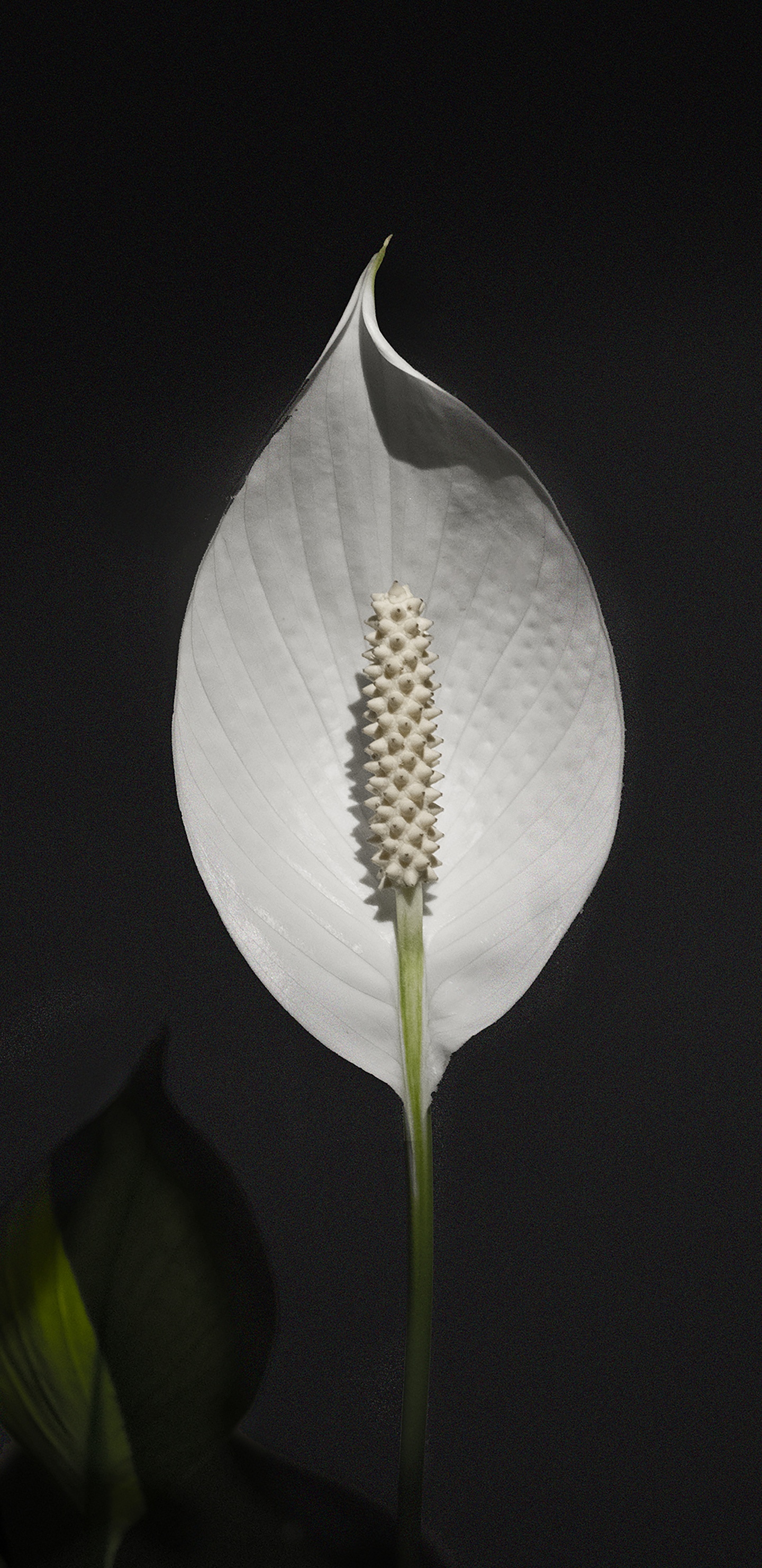 Обои лист, рассада, цветок, растение, Антуриум в разрешении 1440x2960