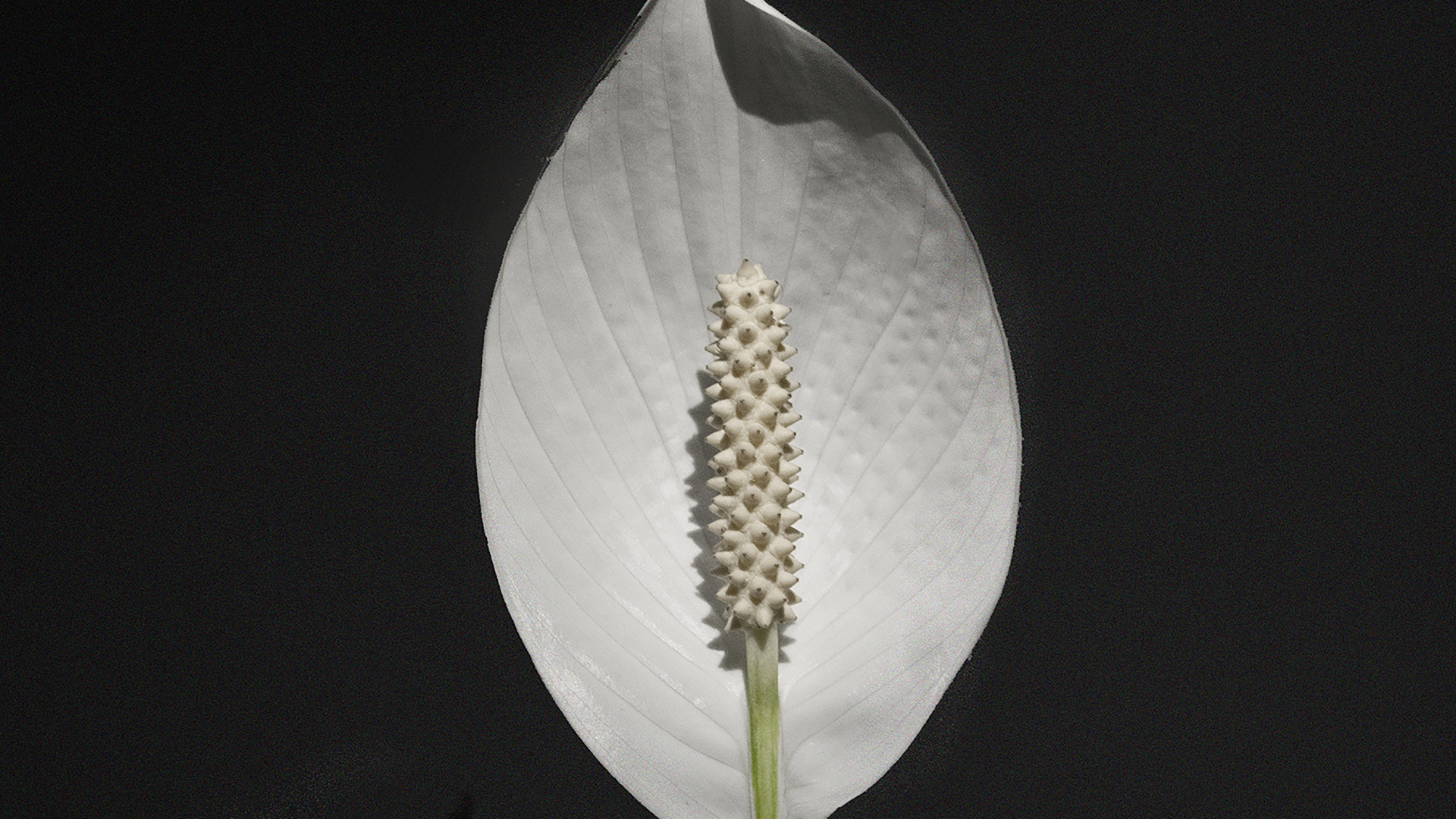 Обои лист, рассада, цветок, растение, Антуриум в разрешении 1920x1080