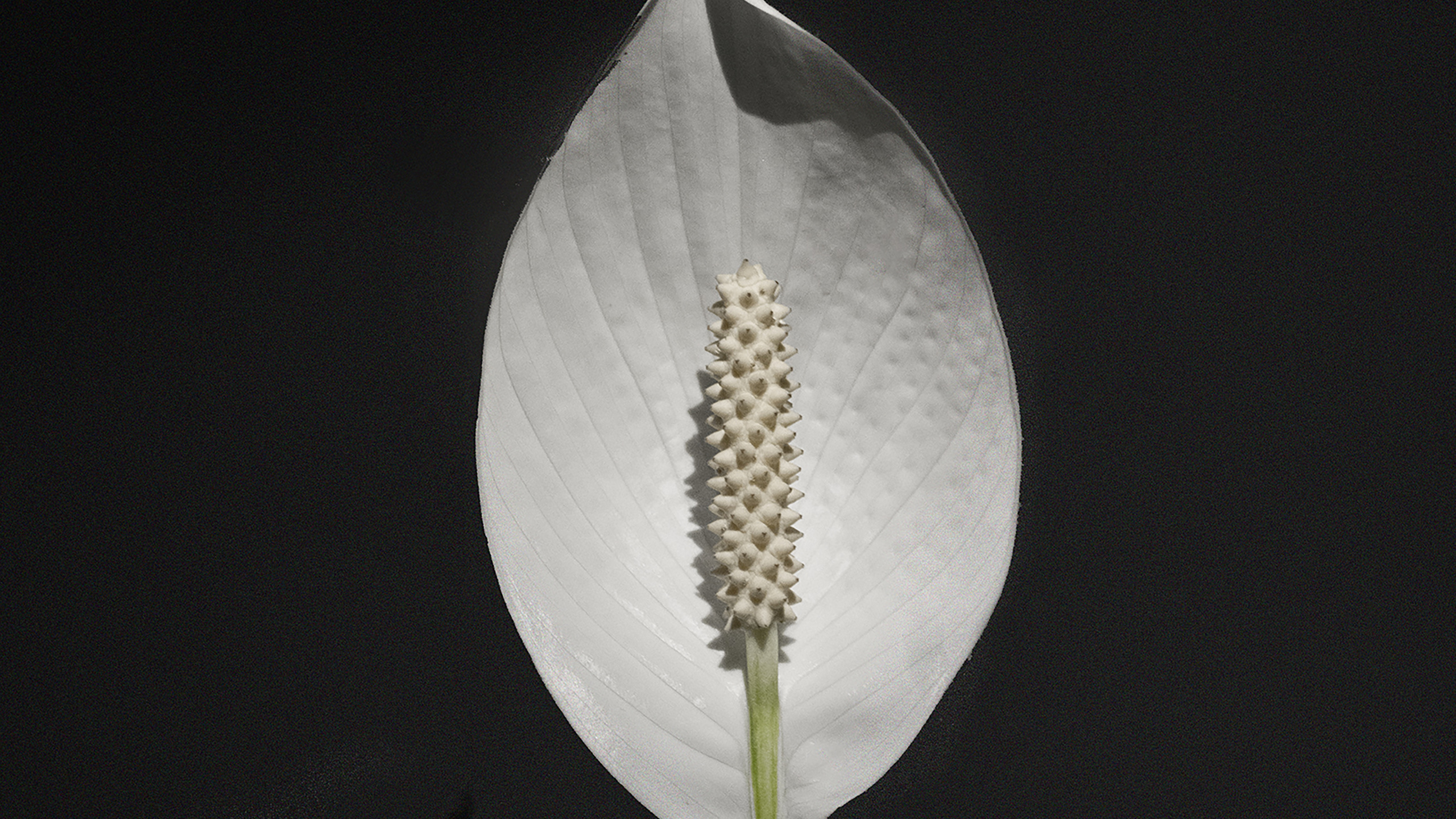 Обои лист, рассада, цветок, растение, Антуриум в разрешении 2560x1440