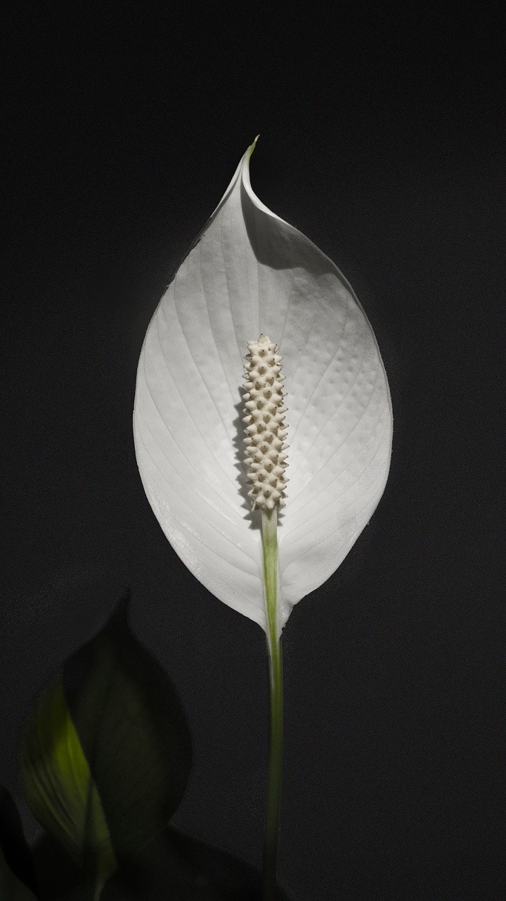 Обои лист, рассада, цветок, растение, Антуриум в разрешении 720x1280