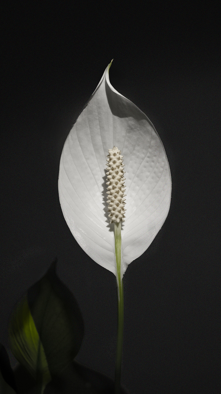 Обои лист, рассада, цветок, растение, Антуриум в разрешении 750x1334