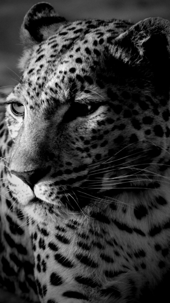 Обои Леопард, Ягуар, живая природа, наземные животные, черный в разрешении 720x1280