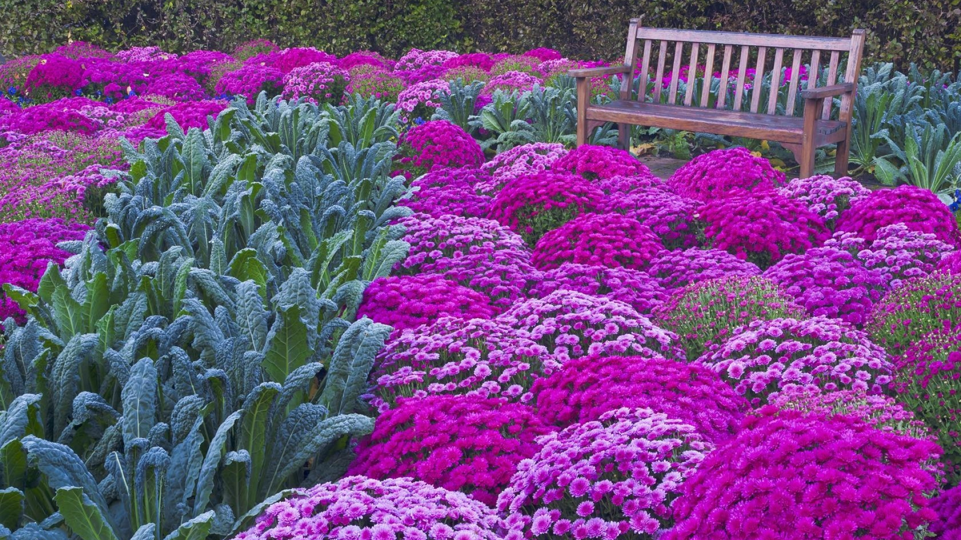 Обои скамейка, сад, цветковое растение, растение, пурпур в разрешении 1920x1080