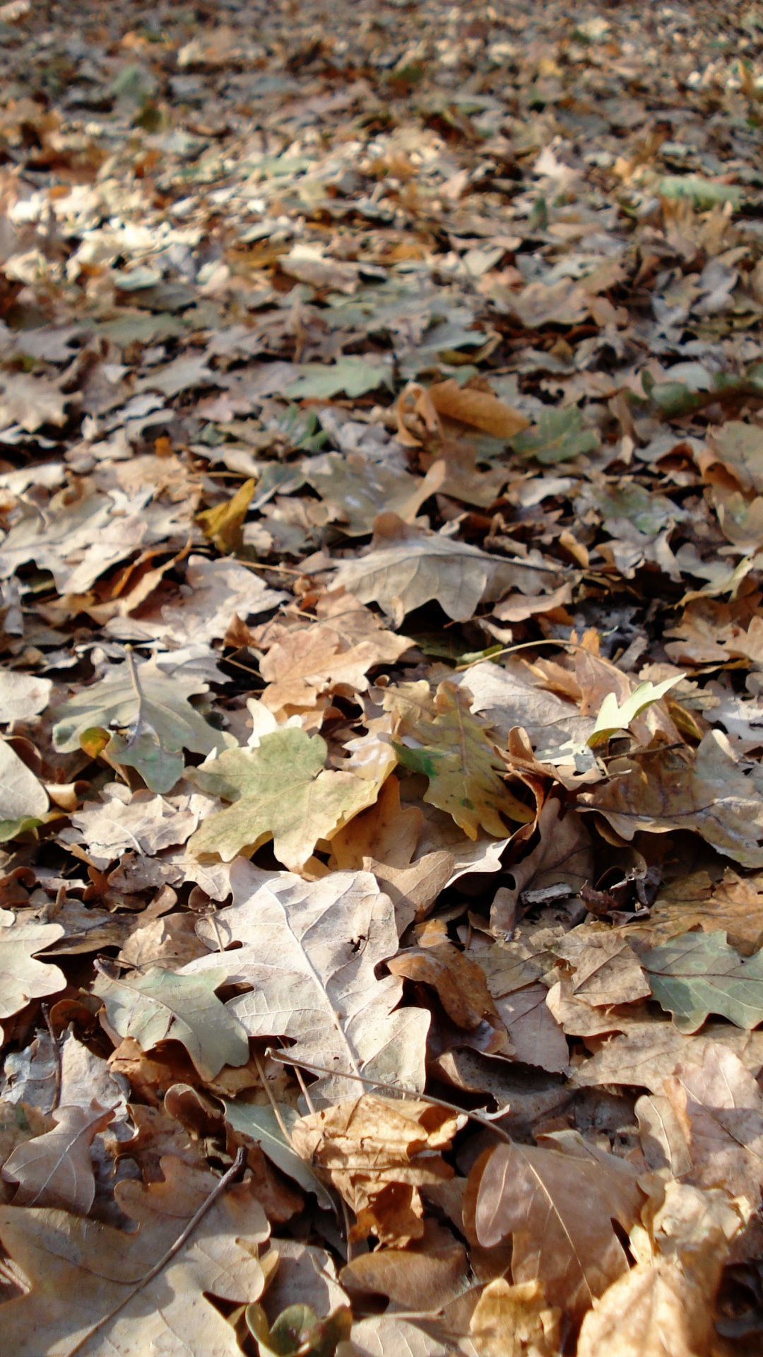 Обои осень, лист, листопадные, растение, завод в разрешении 1080x1920