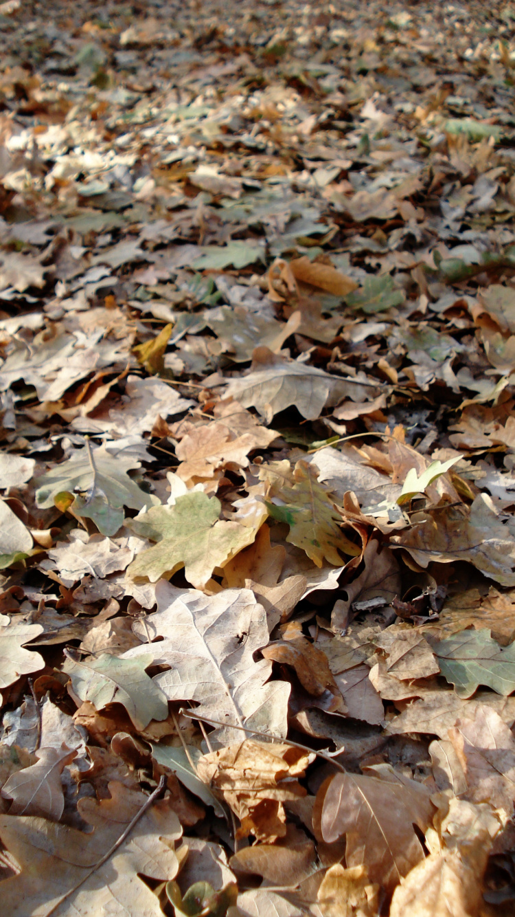 Обои осень, лист, листопадные, растение, завод в разрешении 750x1334