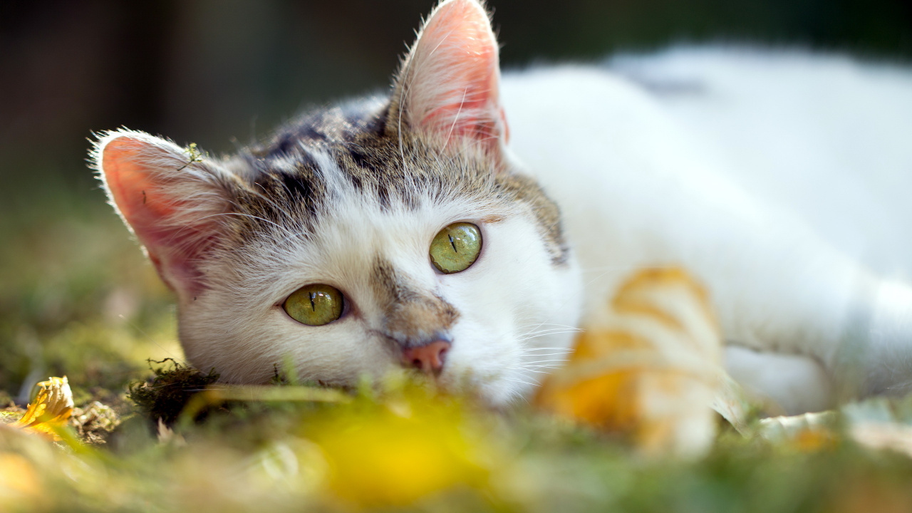 Обои американская жесткошерстная кошка, кот, бакенбарды, котенок, глаз в разрешении 1280x720