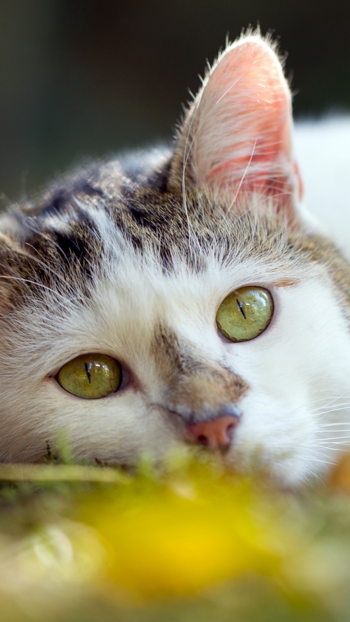 Обои американская жесткошерстная кошка, кот, бакенбарды, котенок, глаз в разрешении 720x1280