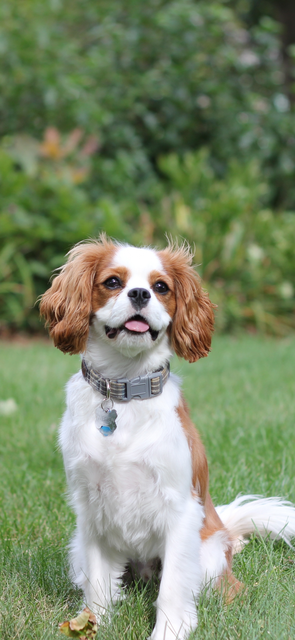 Обои собака компаньон, американский кокер спаниель, бордер колли, кавалер Кинг Чарльз спаниель, аляскинский кли Кай в разрешении 1242x2688