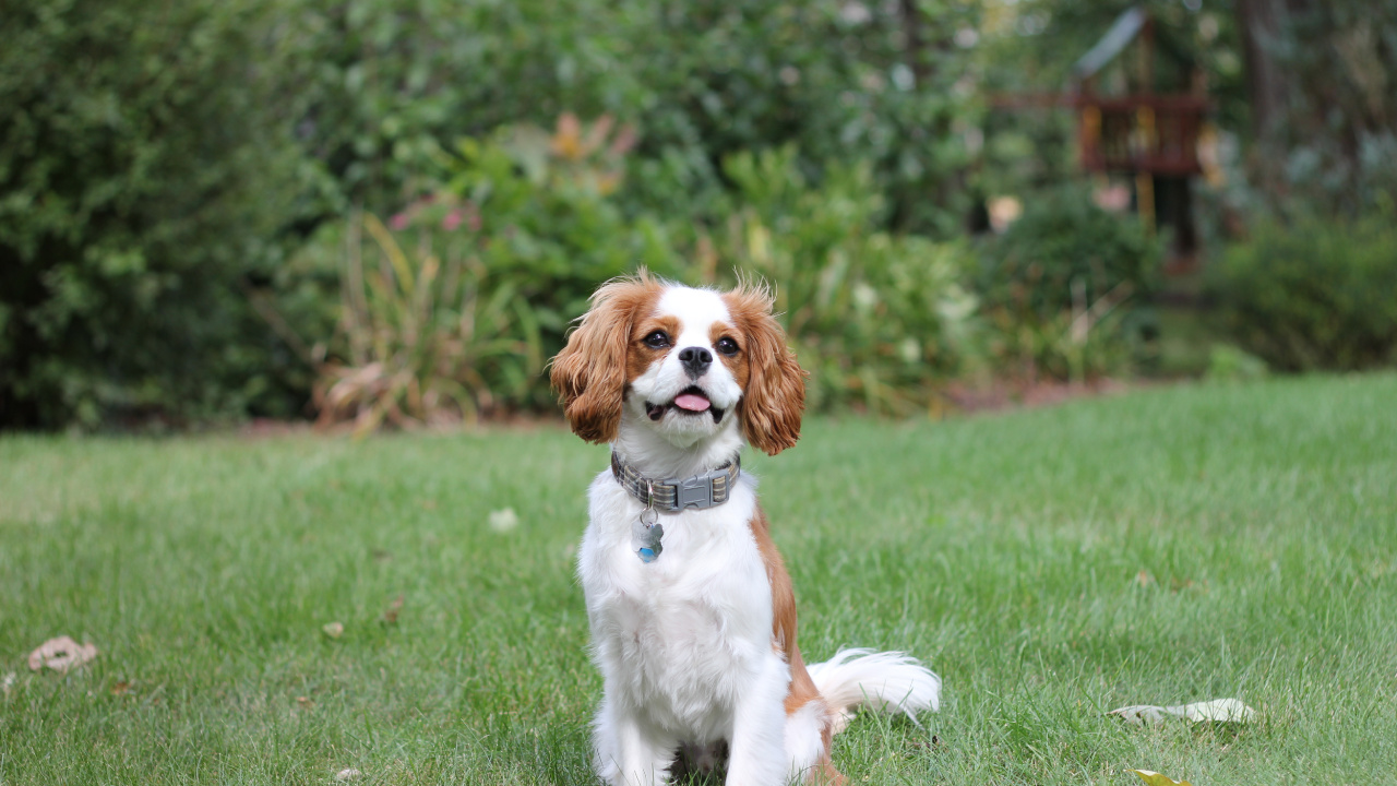Обои собака компаньон, американский кокер спаниель, бордер колли, кавалер Кинг Чарльз спаниель, аляскинский кли Кай в разрешении 1280x720