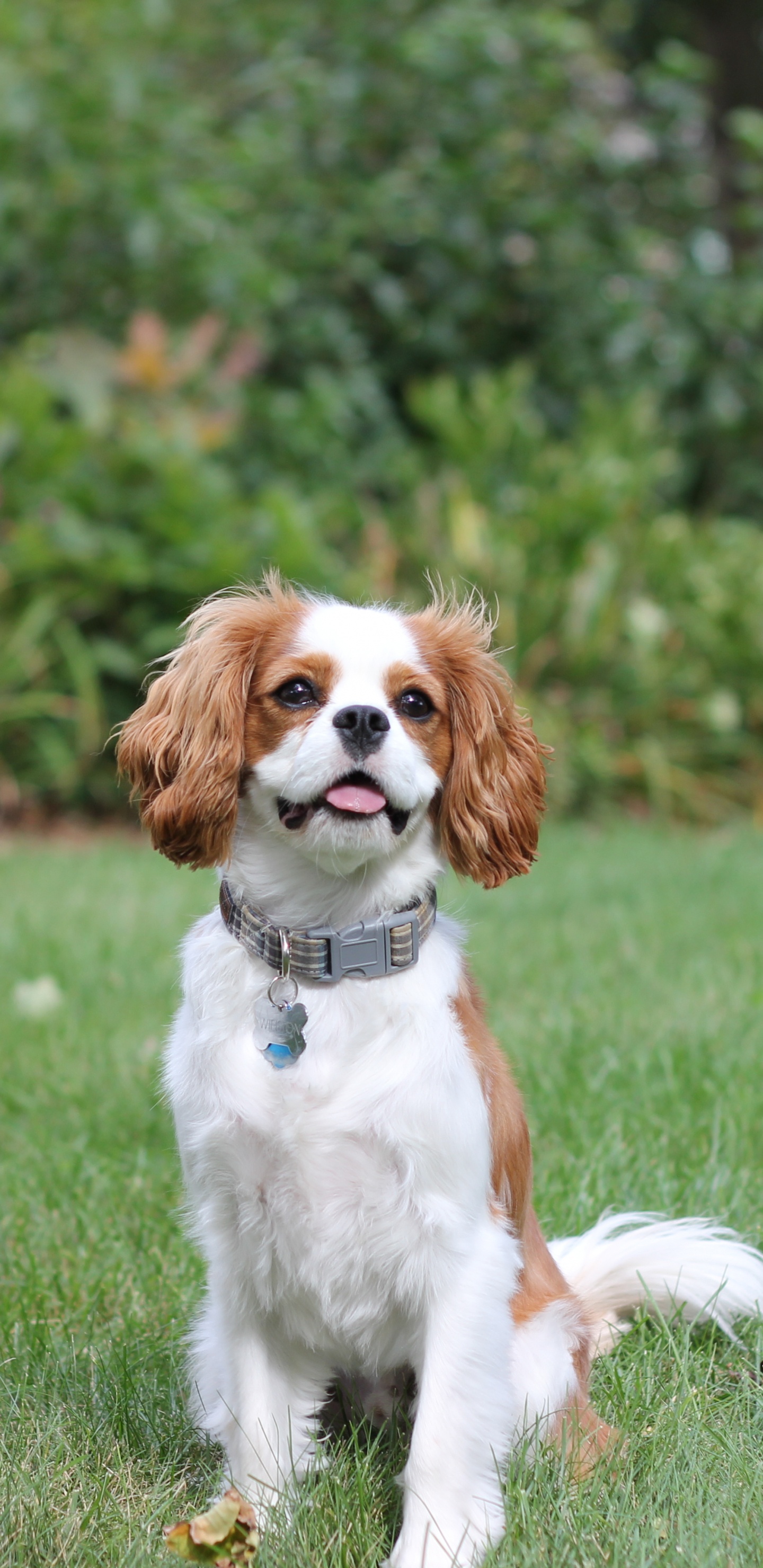 Обои собака компаньон, американский кокер спаниель, бордер колли, кавалер Кинг Чарльз спаниель, аляскинский кли Кай в разрешении 1440x2960