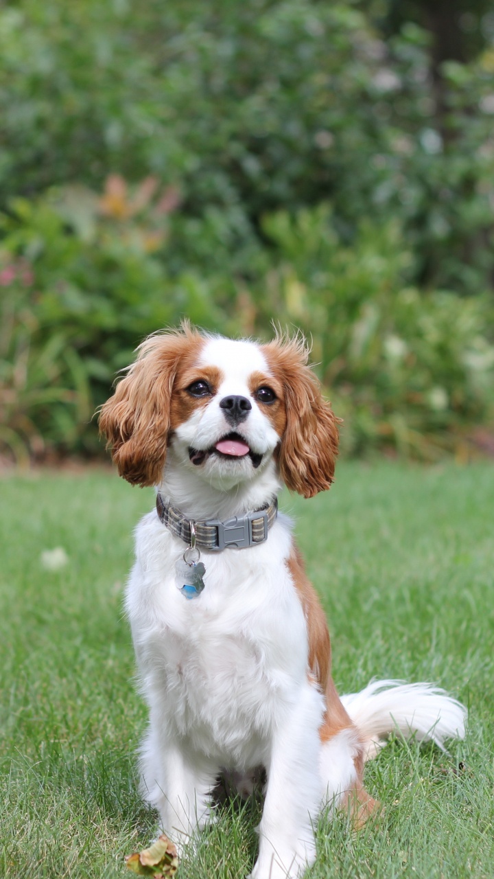 Обои собака компаньон, американский кокер спаниель, бордер колли, кавалер Кинг Чарльз спаниель, аляскинский кли Кай в разрешении 720x1280