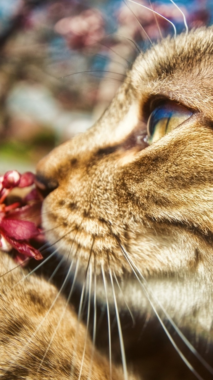 Обои кот, котенок, пес, Дикая кошка, цветок в разрешении 720x1280