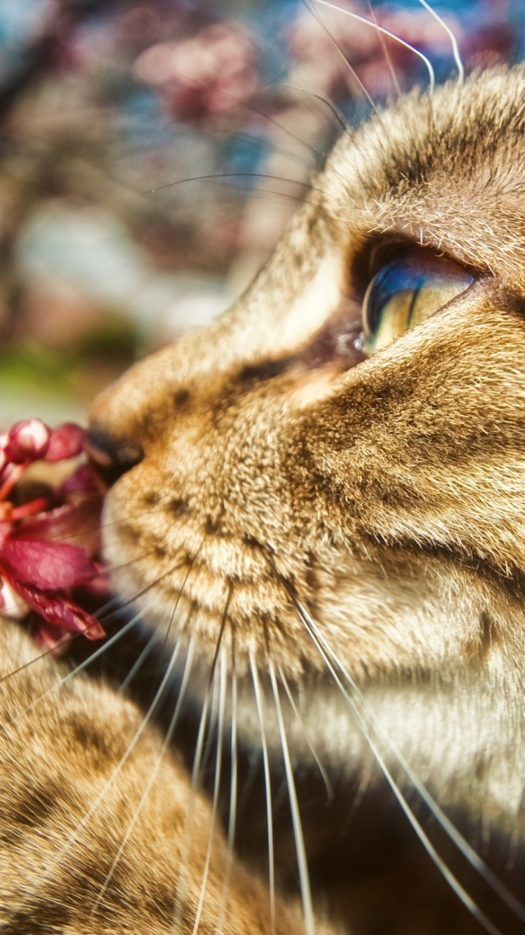 Обои кот, котенок, пес, Дикая кошка, цветок в разрешении 750x1334