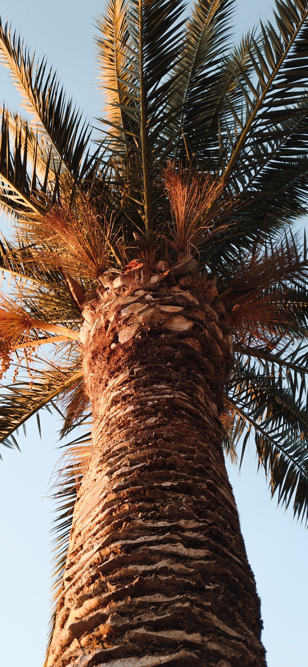 Обои Пальма, borassus flabellifer, небо, древесные растения, дерево в разрешении 1242x2688