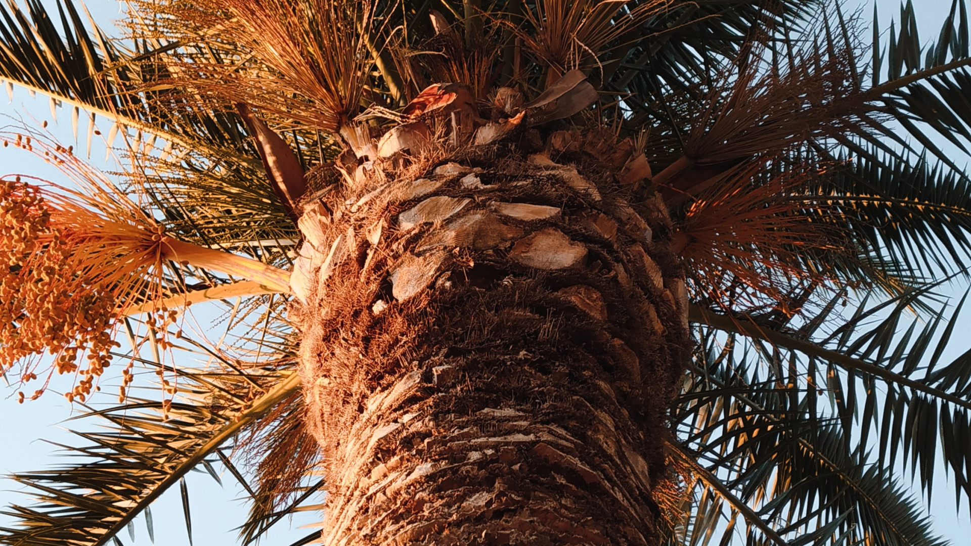 Обои Пальма, borassus flabellifer, небо, древесные растения, дерево в разрешении 1920x1080
