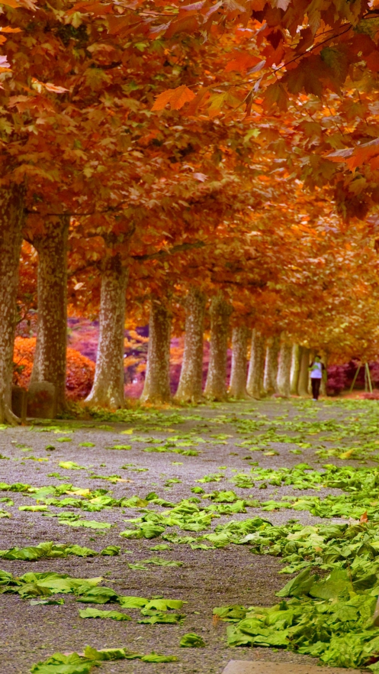 Обои природа, дерево, лист, осень, листопадные в разрешении 750x1334