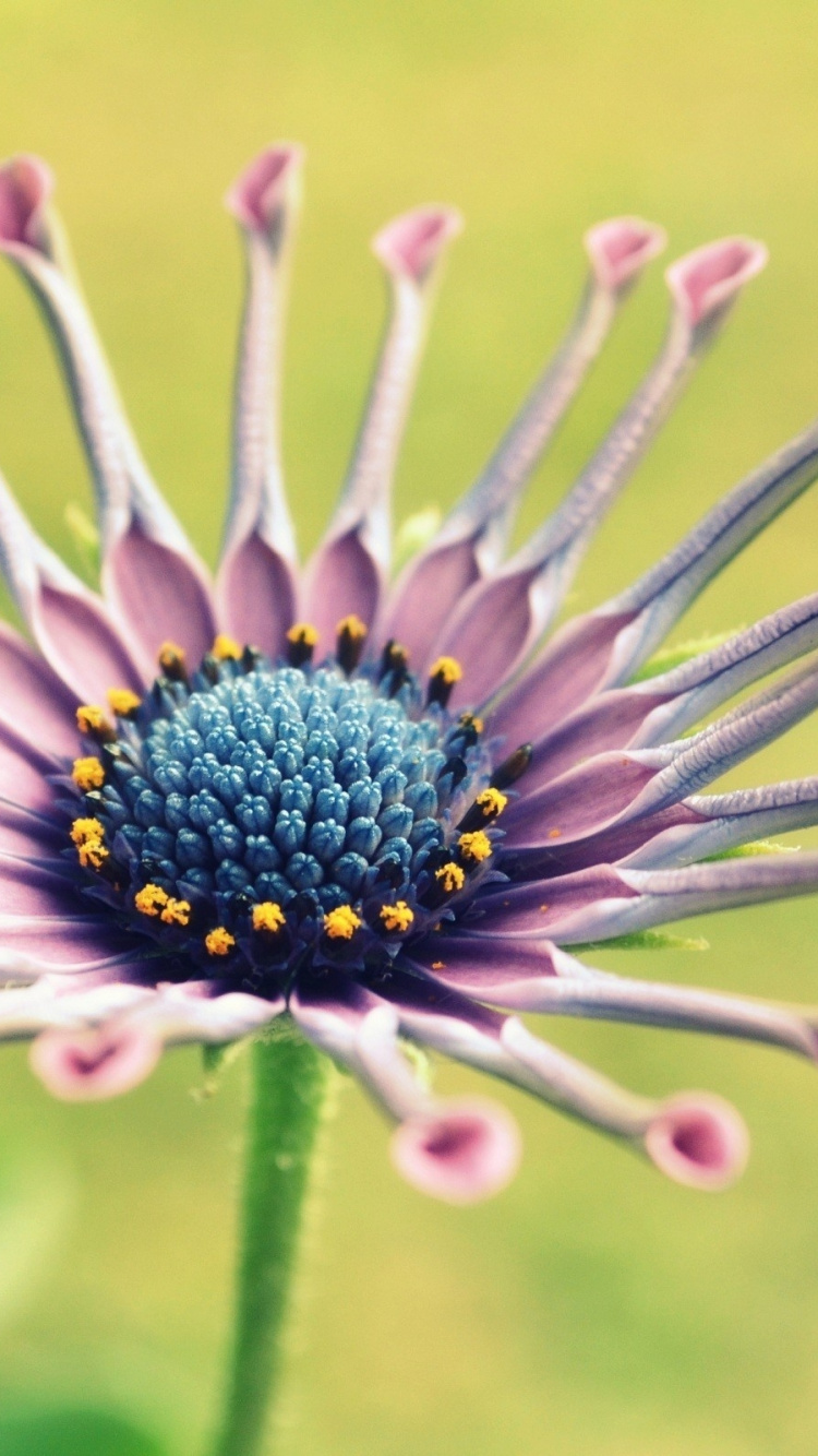 Обои растение, лепесток, пыльца, полевой цветок, семья ромашек в разрешении 750x1334