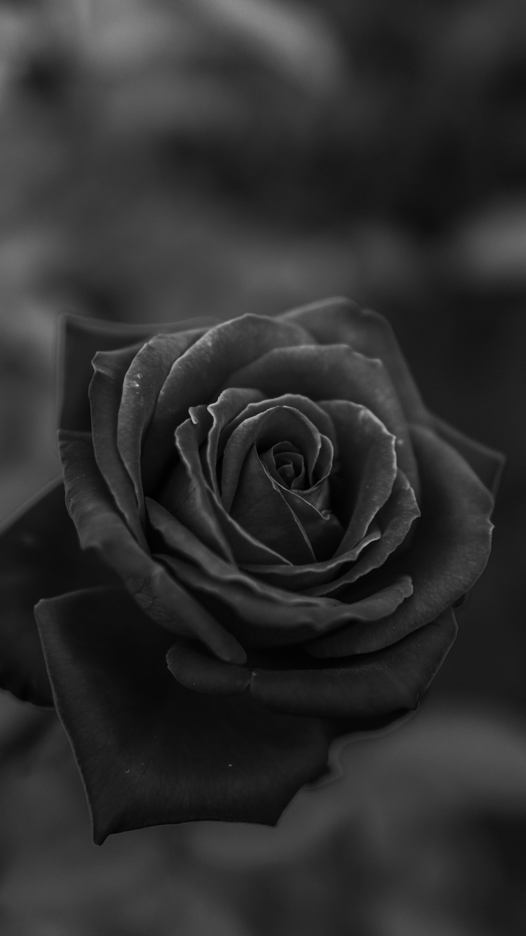 Обои сад роз, черный, белые, Роза, цветок в разрешении 750x1334