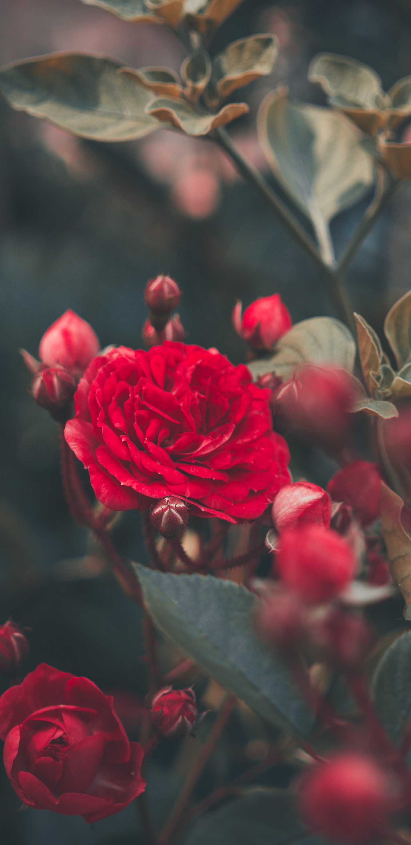 Обои Роза, цветок, сад, красный цвет, лепесток в разрешении 1440x2960