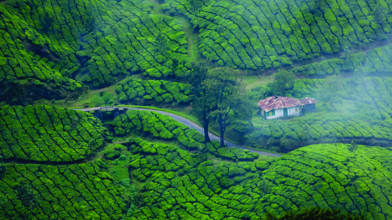Обои Муннар Керала, горная станция, туризм, нагорье, плантация в разрешении 1366x768