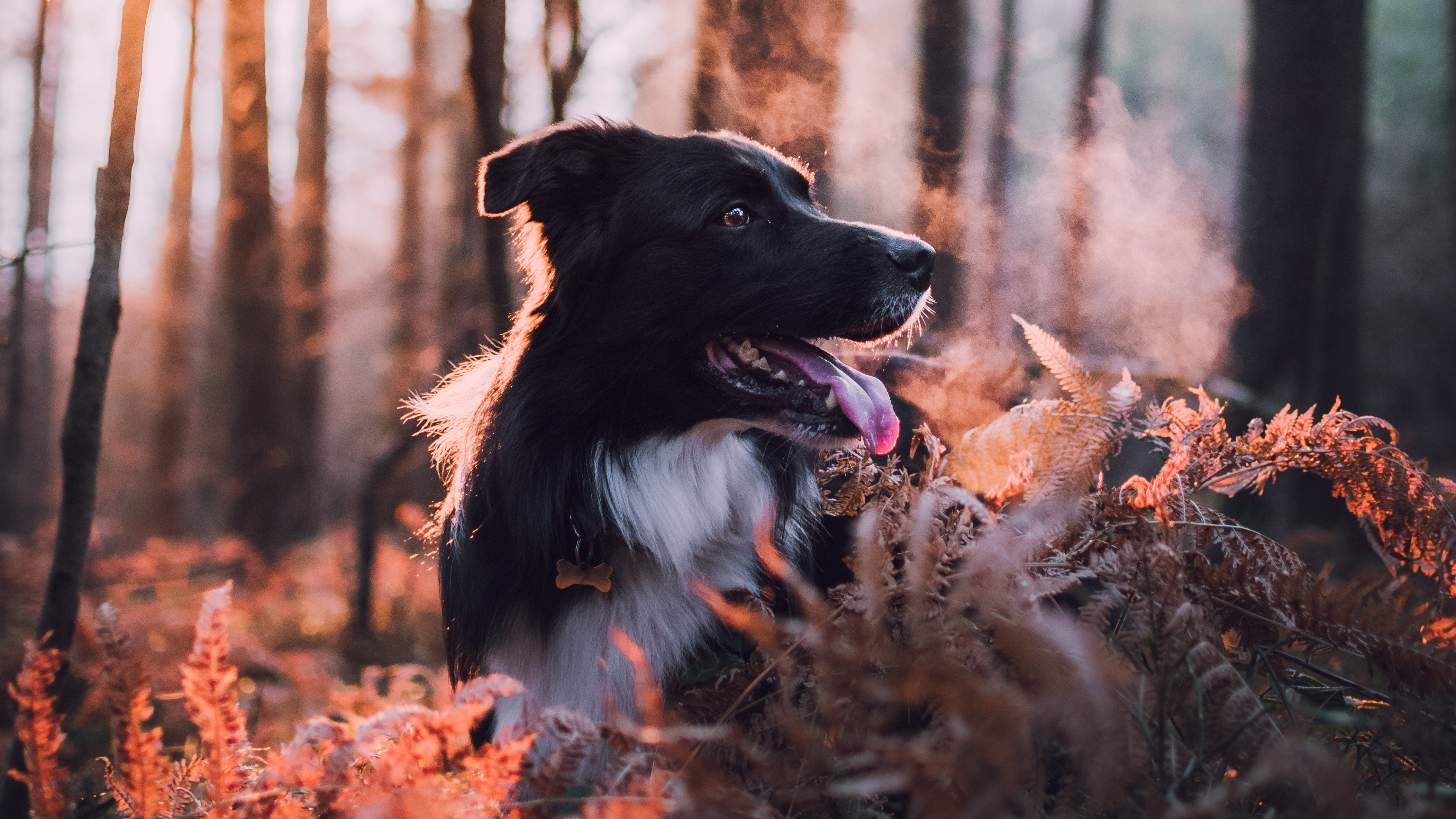 Обои выгул собак, спортивные группы, чау чау, пес, бордер колли в разрешении 3840x2160