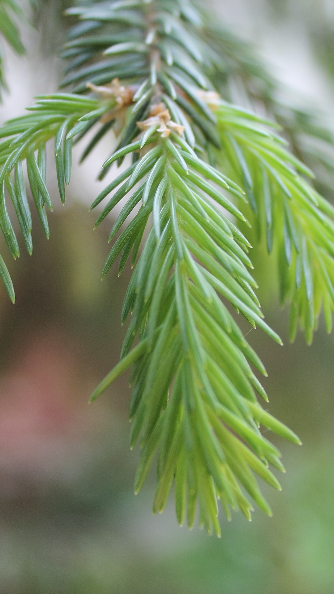 Обои ель, сосна, дерево, Хвойные, лист в разрешении 1080x1920