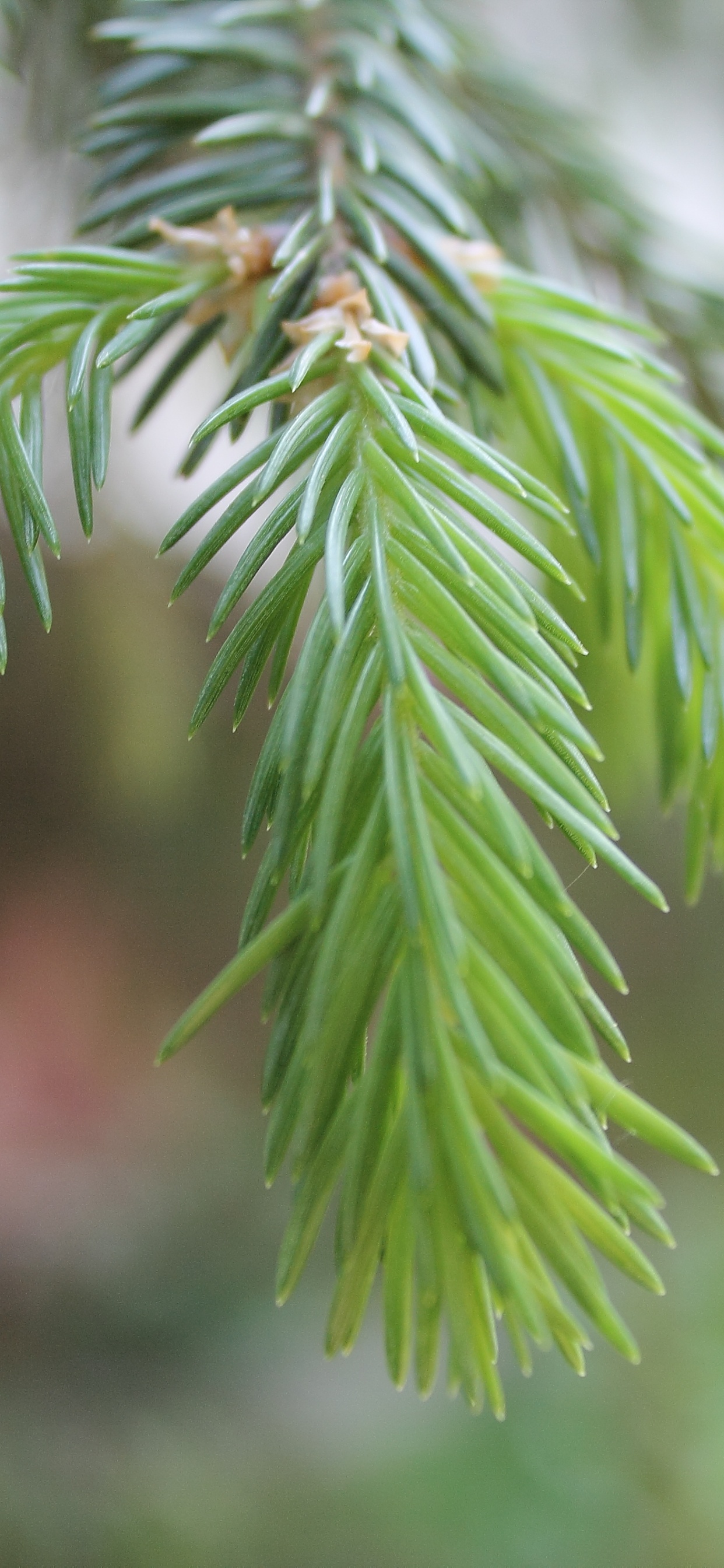 Обои ель, сосна, дерево, Хвойные, лист в разрешении 1242x2688