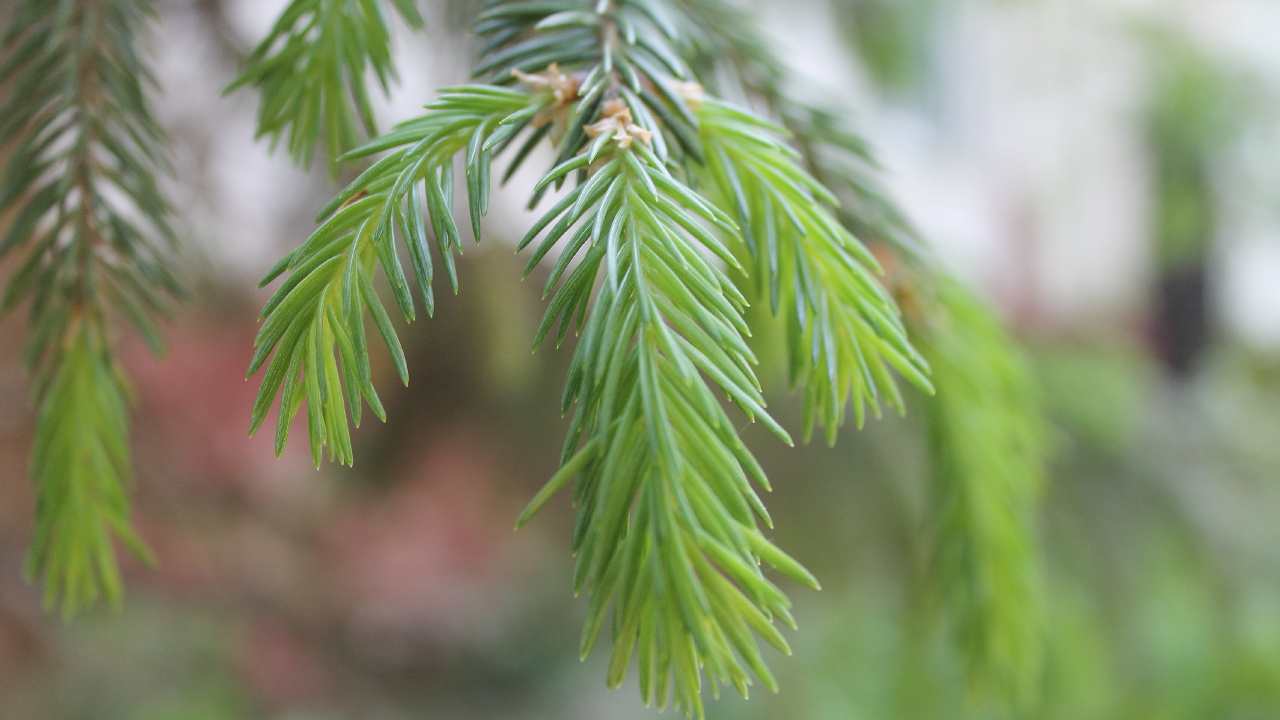 Обои ель, сосна, дерево, Хвойные, лист в разрешении 1280x720