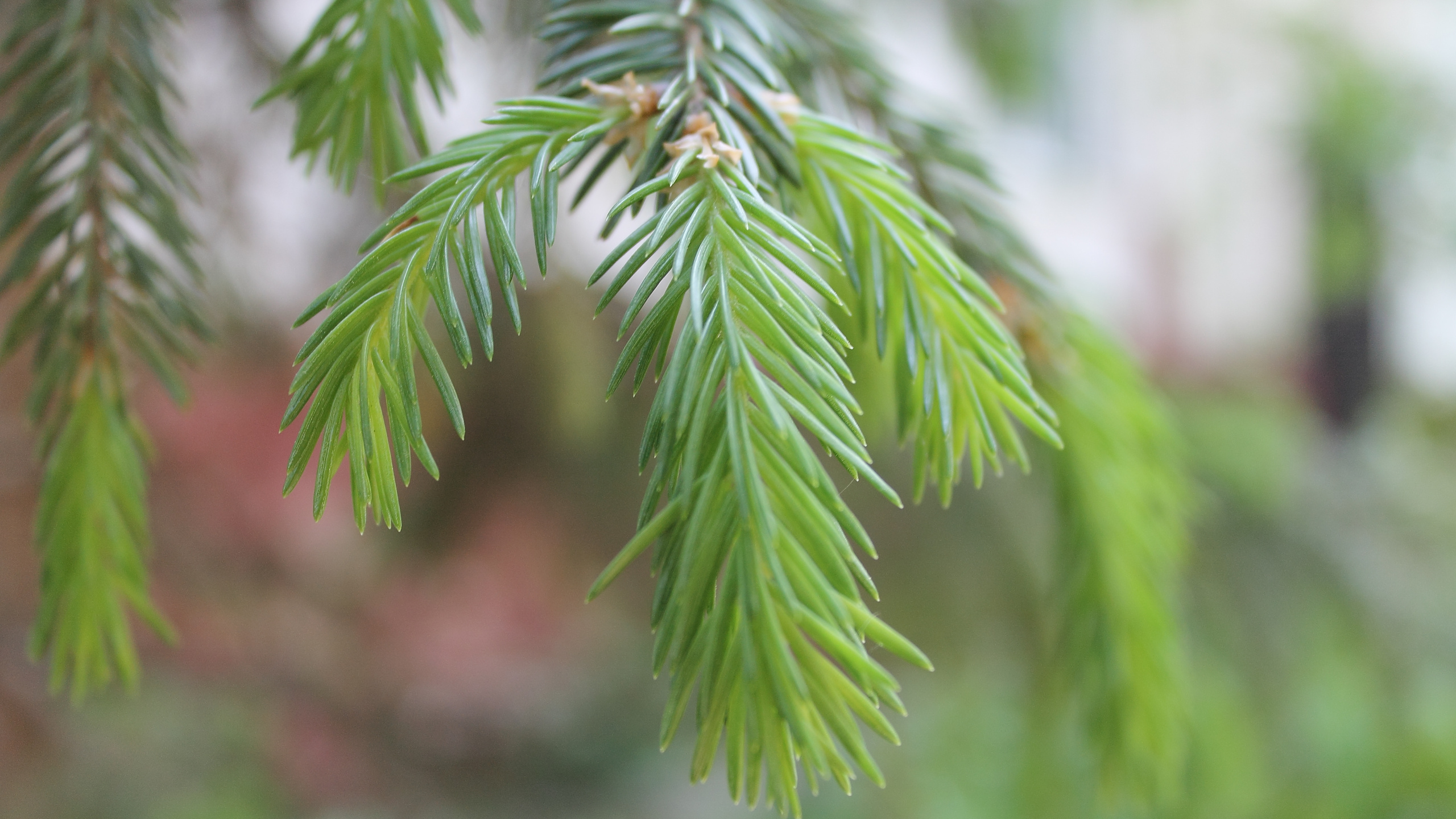Обои ель, сосна, дерево, Хвойные, лист в разрешении 2560x1440
