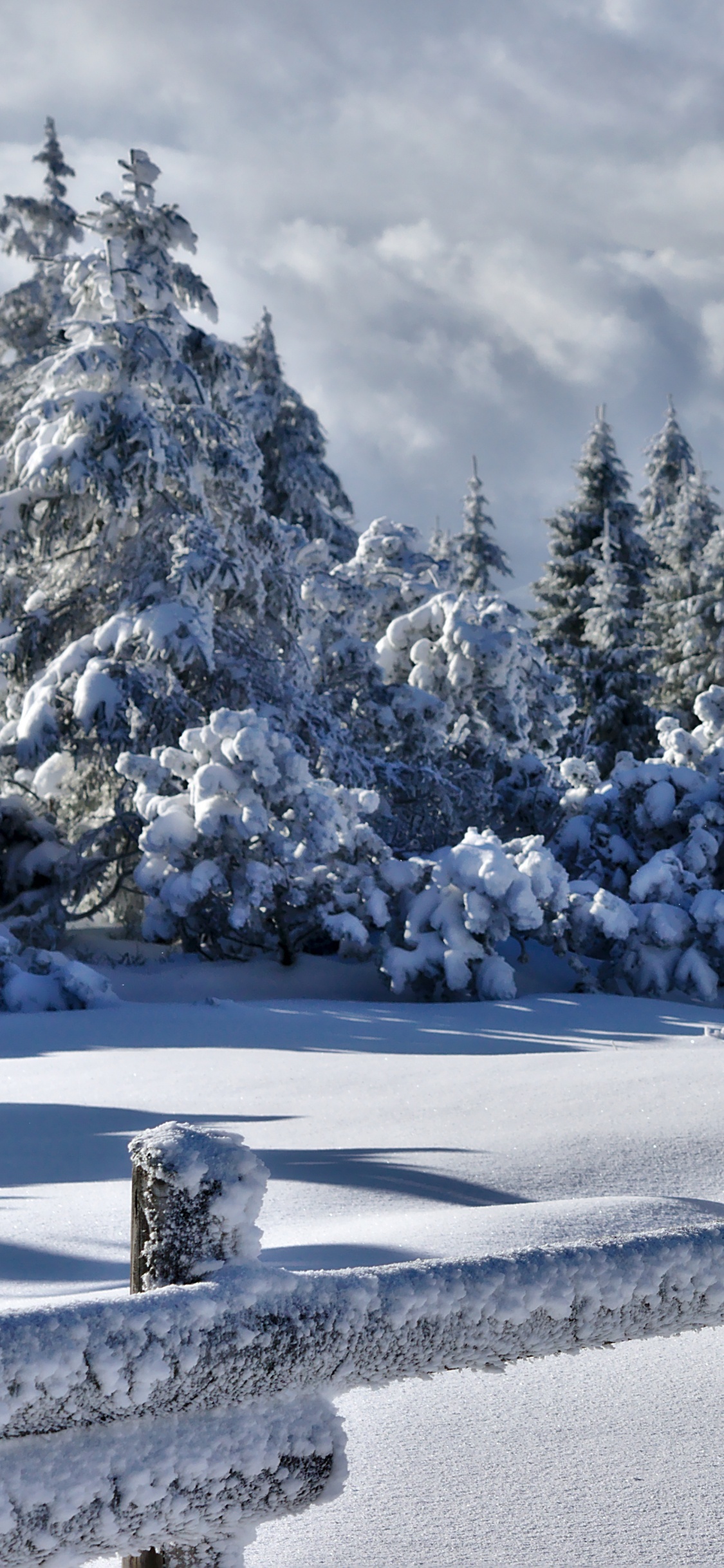 Обои снег, ель, дерево, зима, замораживание в разрешении 1125x2436