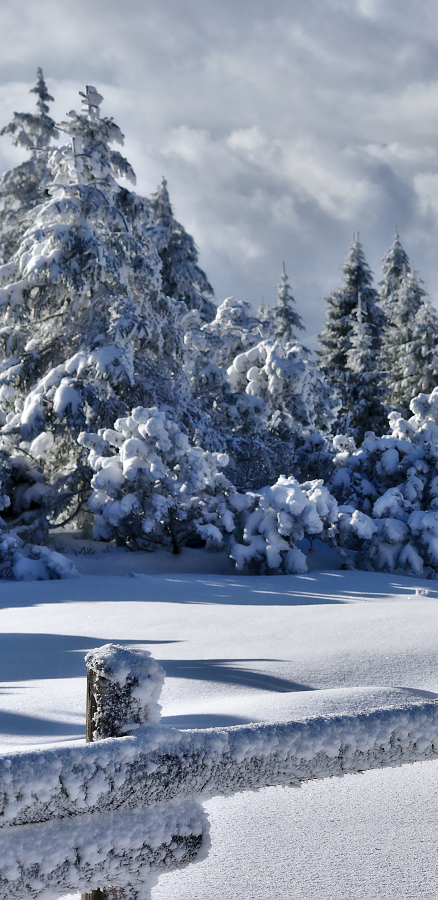 Обои снег, ель, дерево, зима, замораживание в разрешении 1440x2960