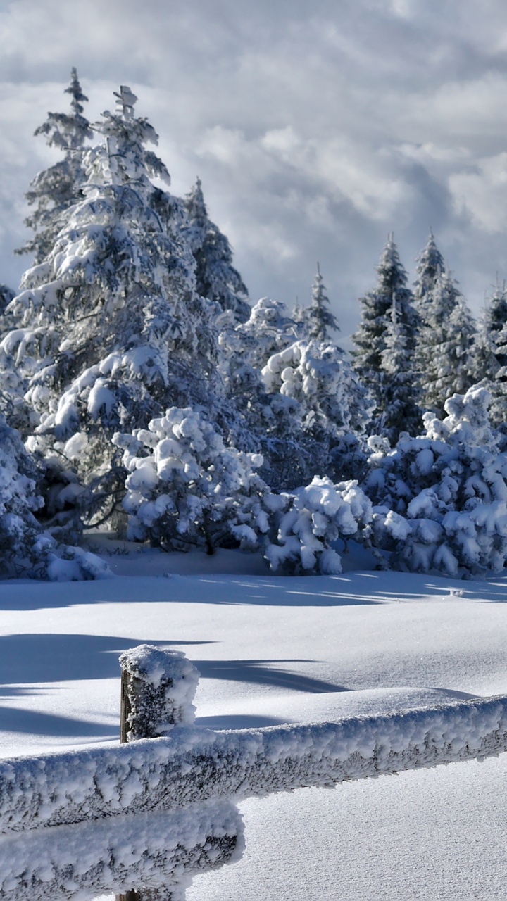 Обои снег, ель, дерево, зима, замораживание в разрешении 720x1280