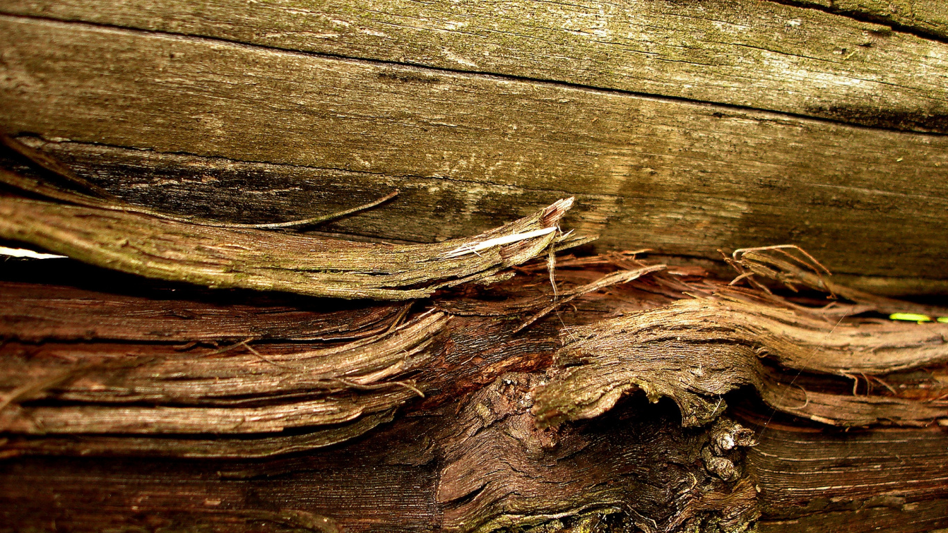 Обои Кора, дерево, стена, текстура, деревянный в разрешении 1366x768